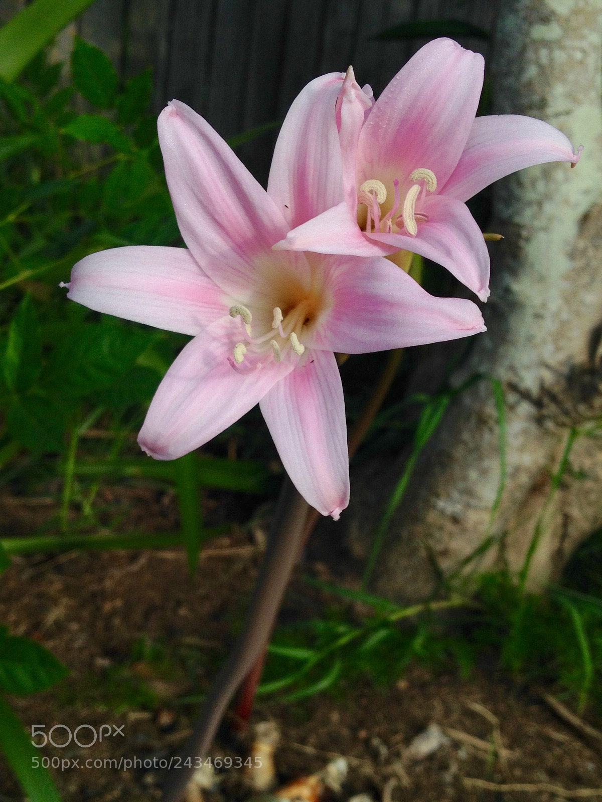 Apple iPhone 4S sample photo. Sisters photography