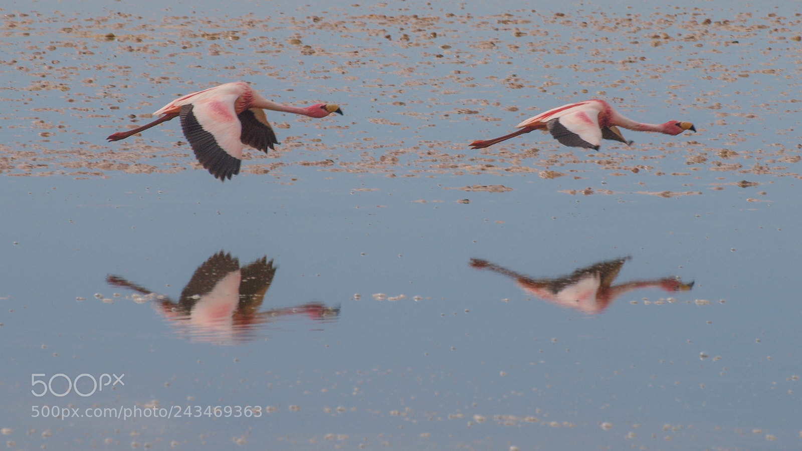 Olympus E-620 (EVOLT E-620) sample photo. In flight flamingos photography