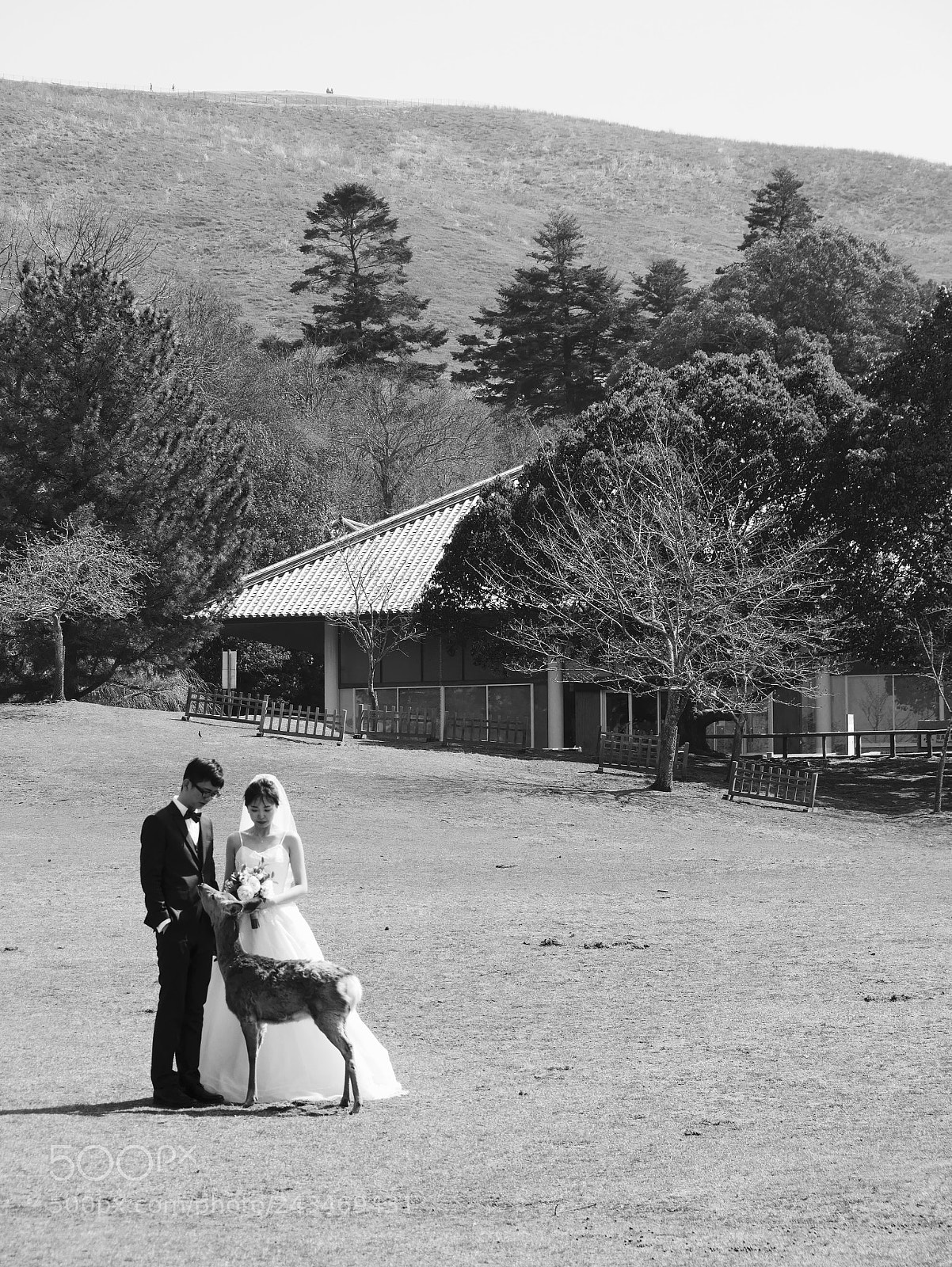 Panasonic DMC-G81 sample photo. Wedding in nara photography