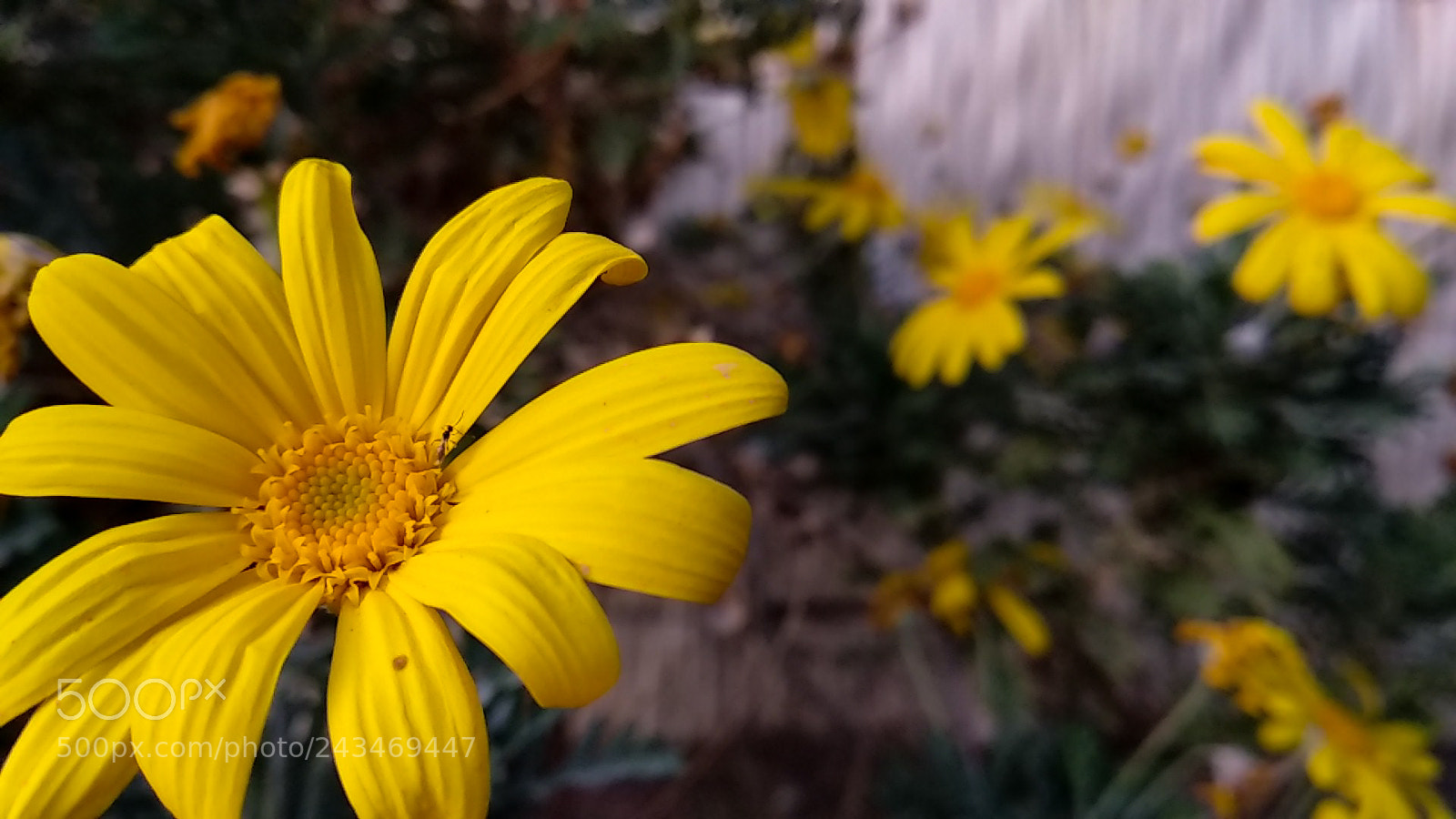 Xiaomi Mi A1 sample photo. Finally i found it photography