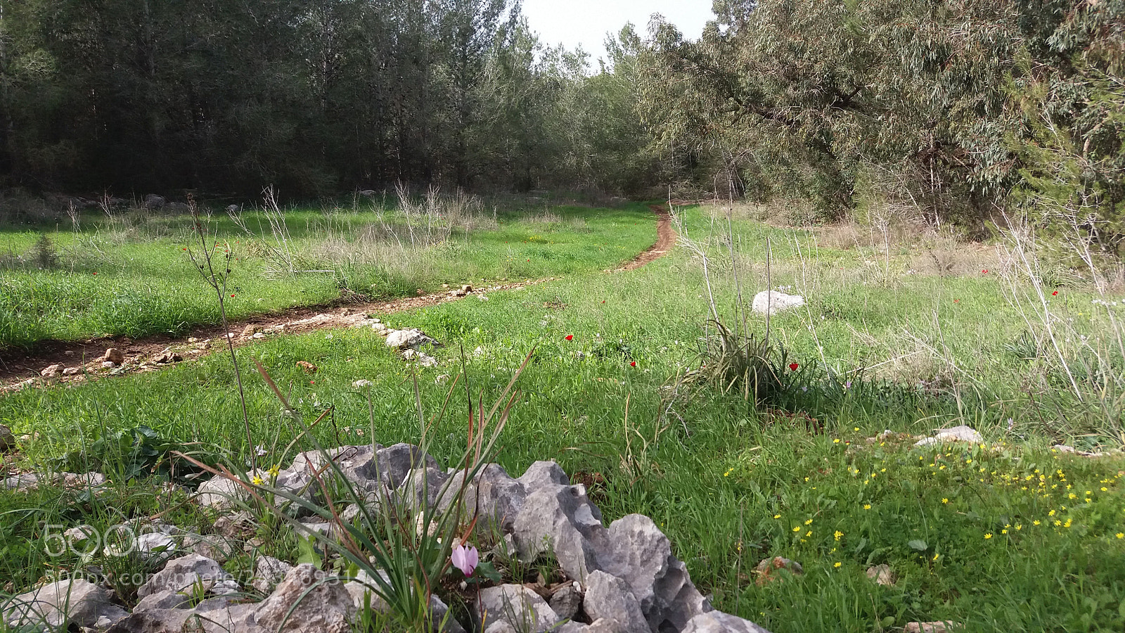 Samsung Galaxy J5 sample photo. январь 2018 Иерусалимский лес photography