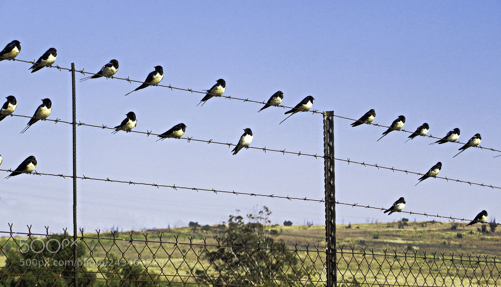 Canon PowerShot SX270 HS sample photo. Swallows preparing to migrate photography