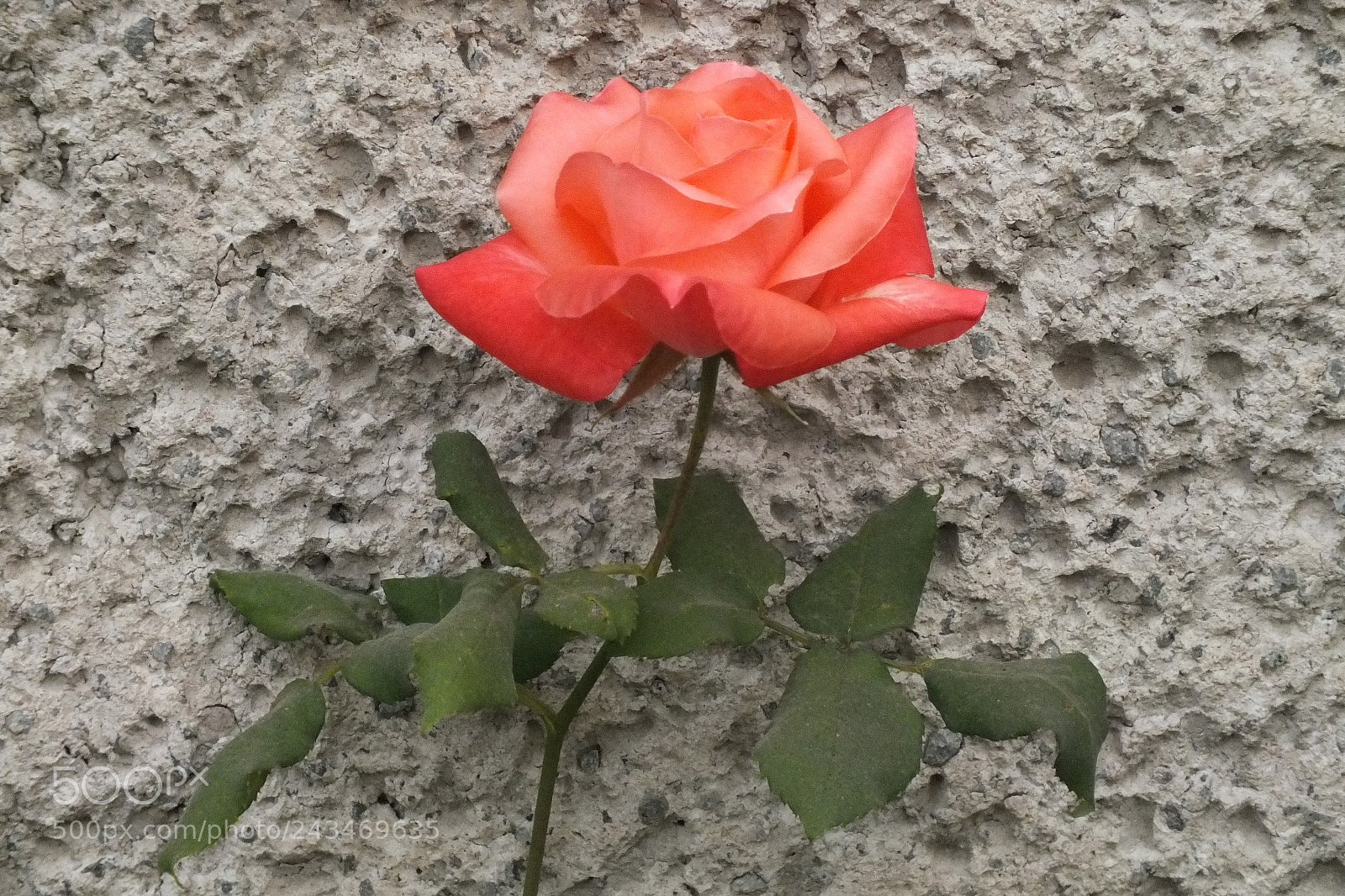 FujiFilm FinePix HS20 EXR (FinePix HS22 EXR) sample photo. Rose photography