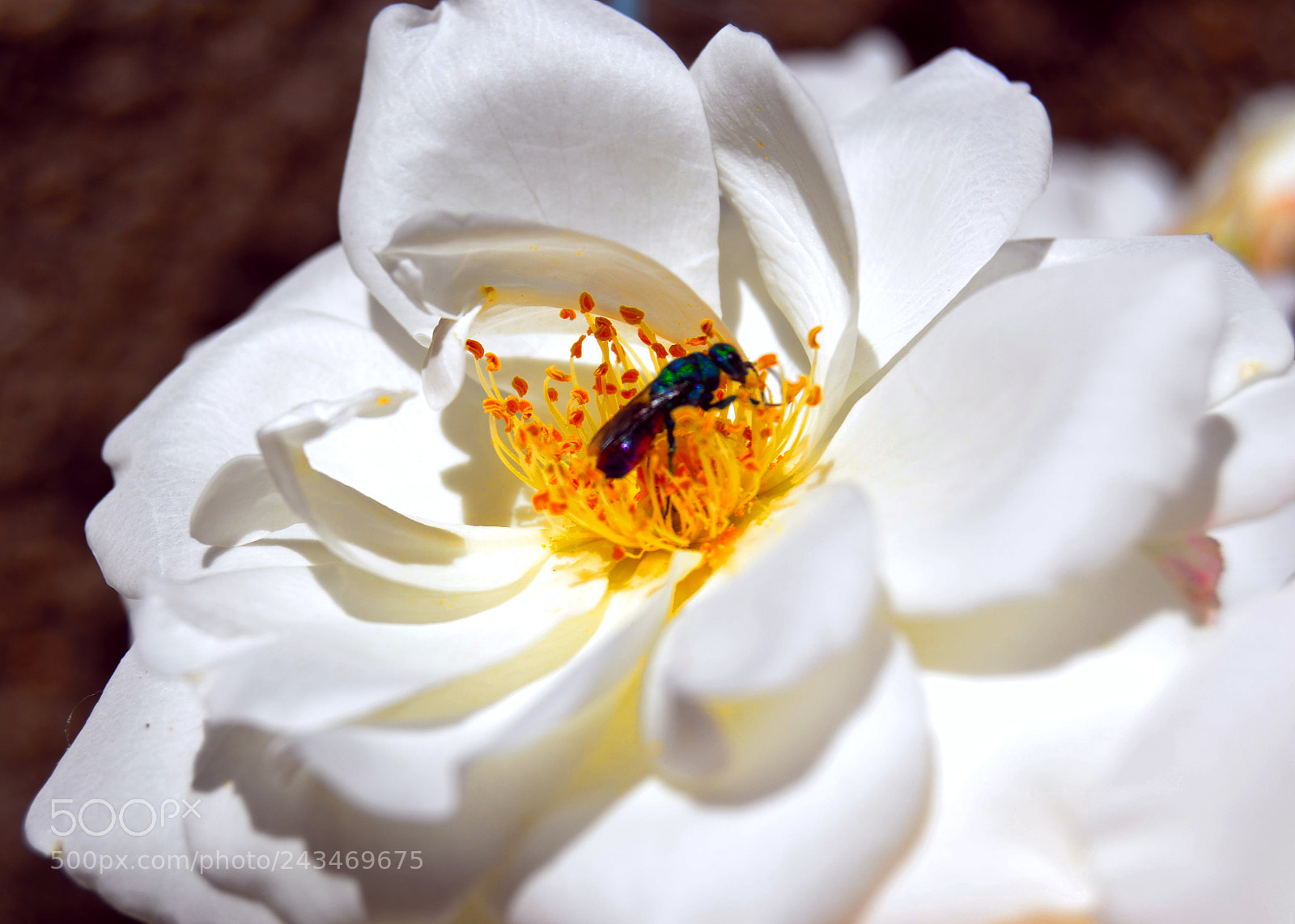 Nikon D3100 sample photo. Rosa blanca e insecto photography