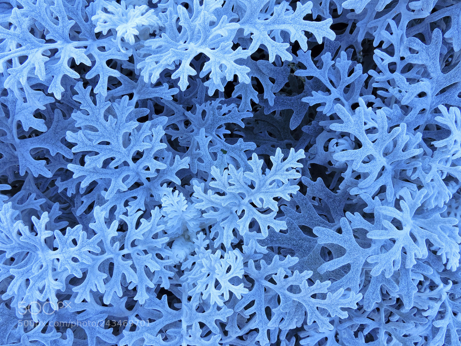 Nikon Coolpix P530 sample photo. Frosty blue photography