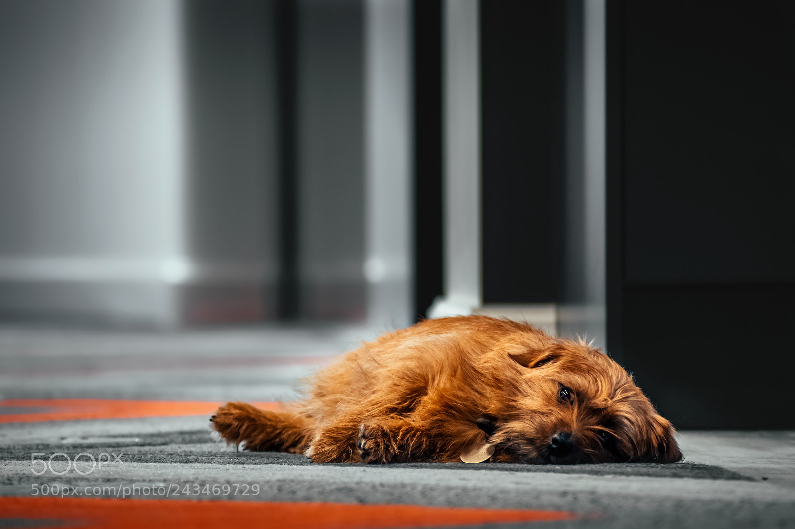 Nikon D5500 sample photo. Office dog photography