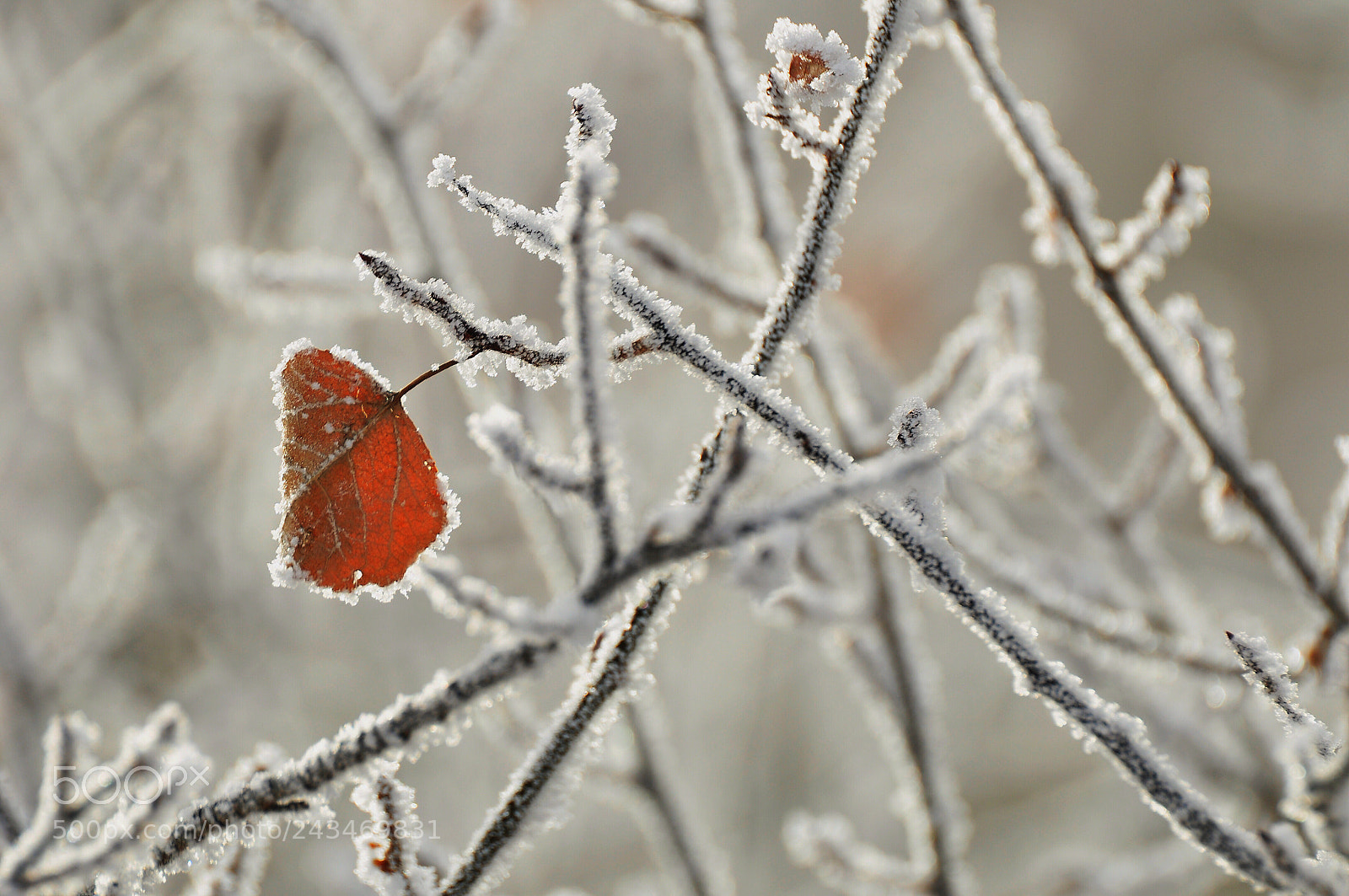 Nikon D90 sample photo. White photography