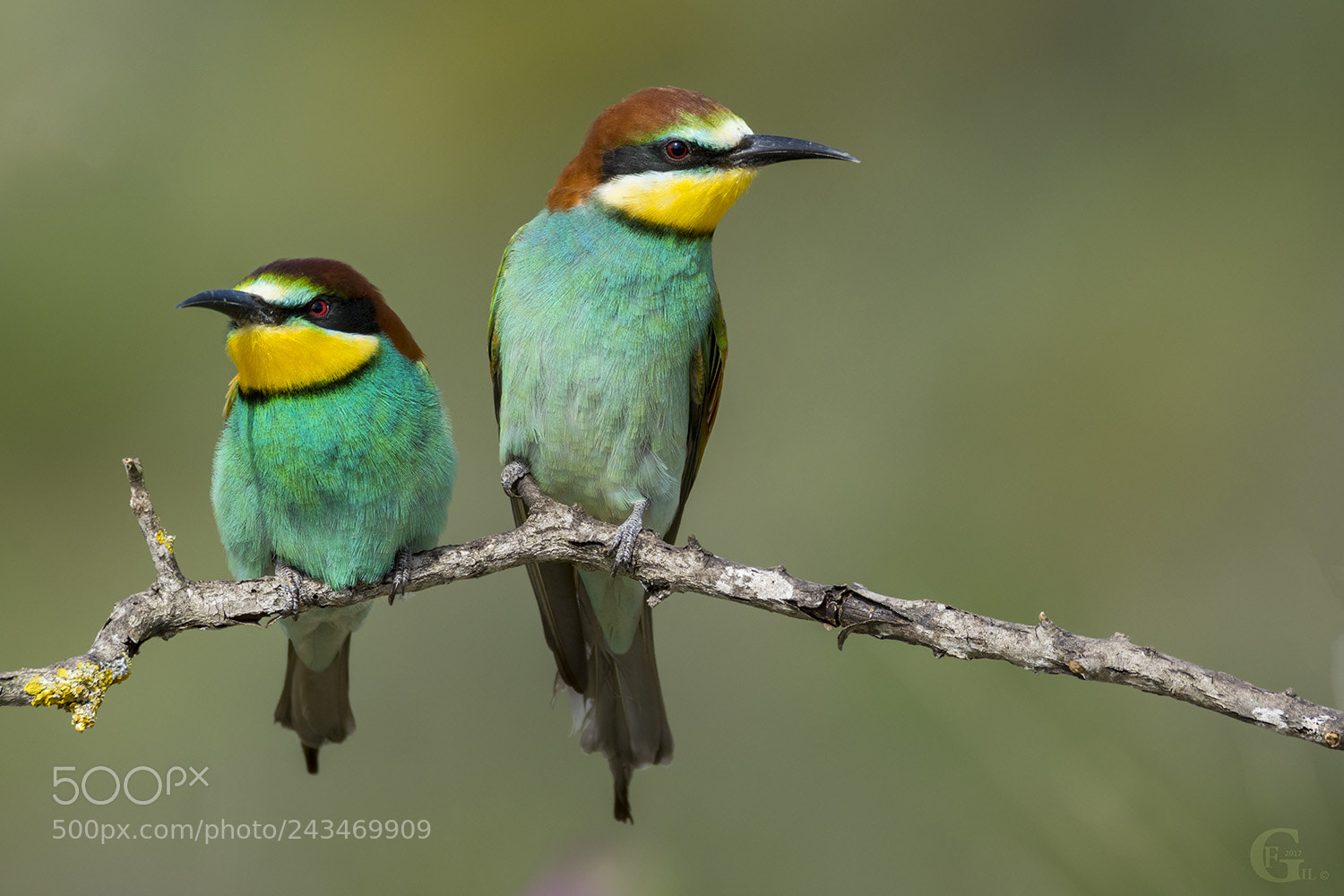 Nikon D7100 sample photo. Bee eater photography