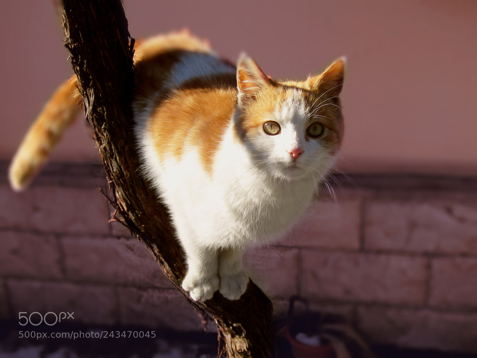 Canon PowerShot SX410 IS sample photo. Dreamy cat. photography