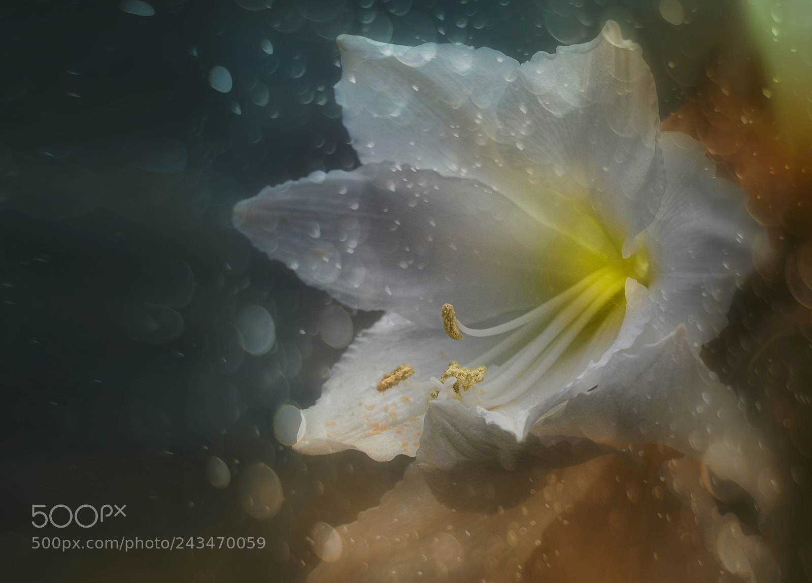 Nikon D800E sample photo. Amaryllis photography