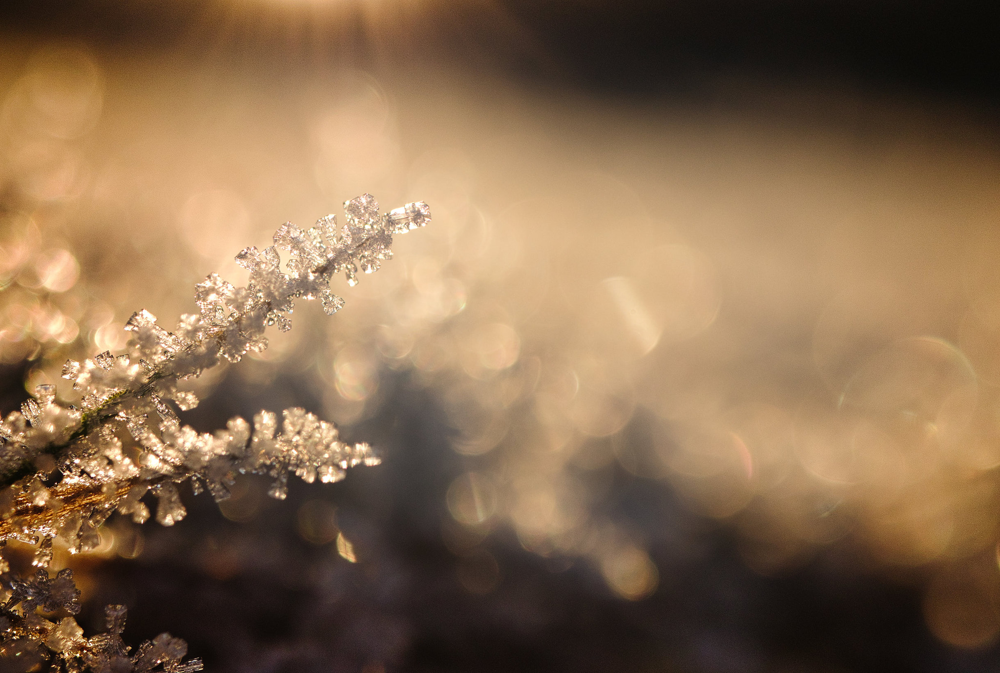 Canon EF-S 35mm F2.8 Macro IS STM sample photo. The diamond cutter's inspiration photography