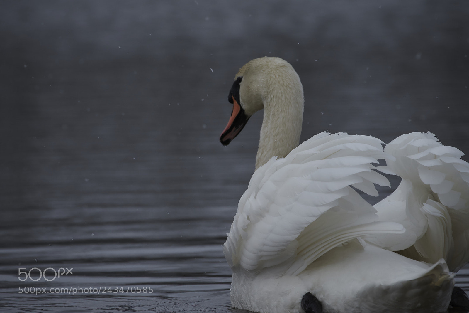 Nikon D500 sample photo. Jutlandian swan photography
