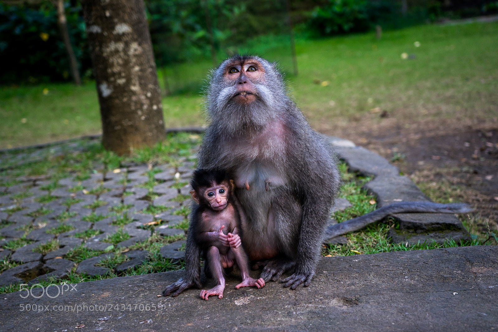 Sony a7 sample photo. Habitants of the monkey photography