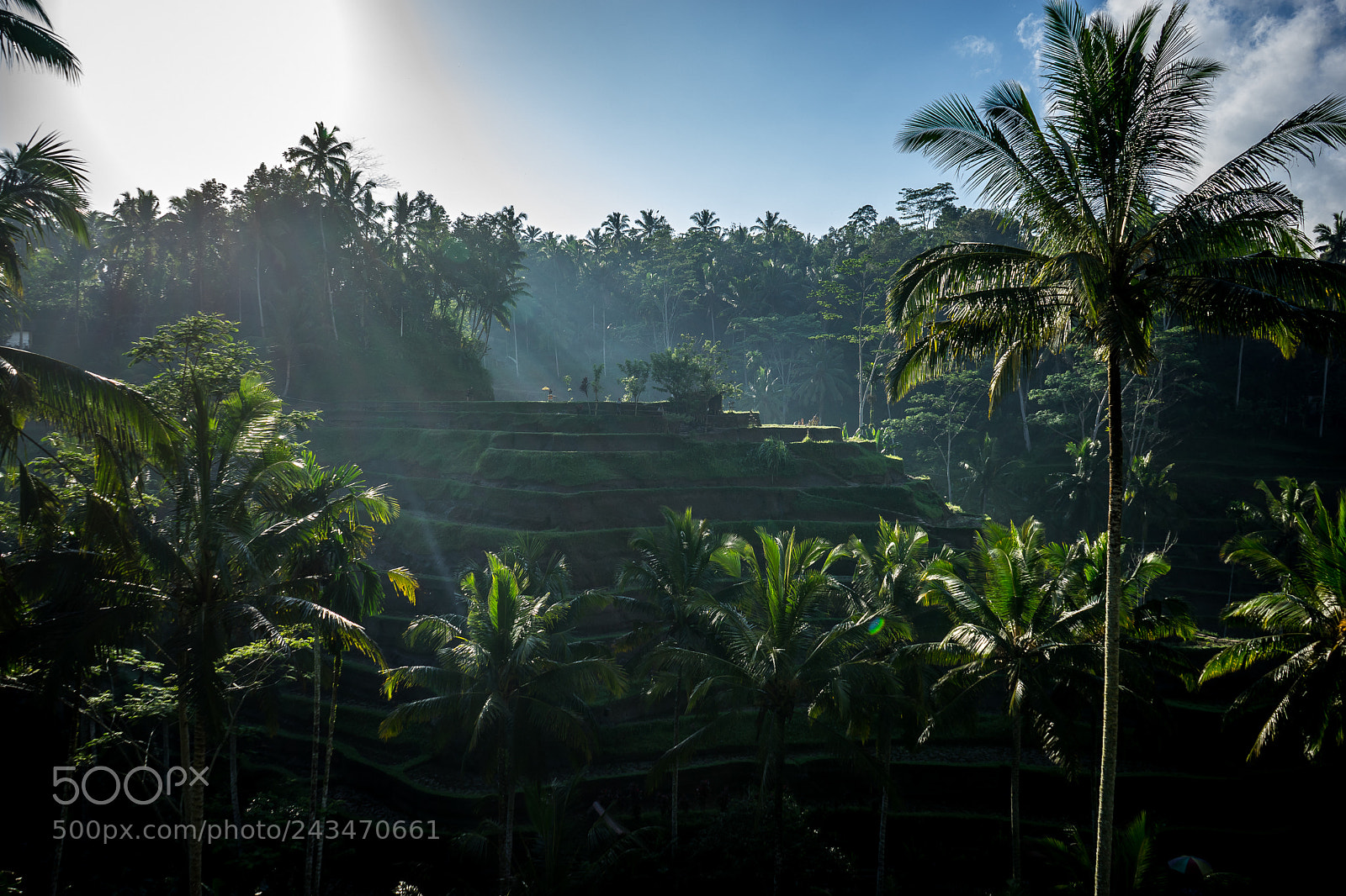 Sony a7 sample photo. Rice field at sunrise photography