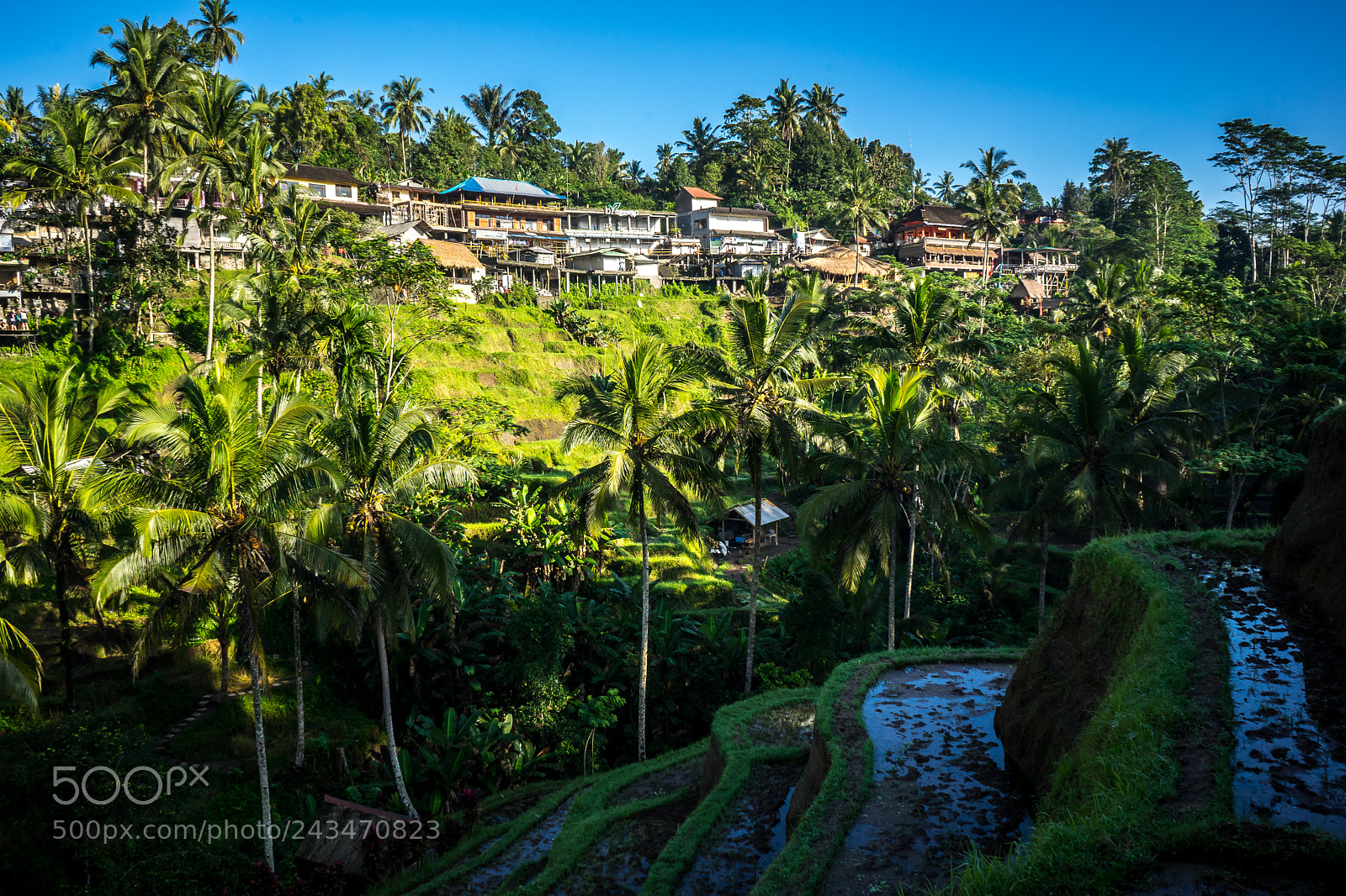 Sony a7 sample photo. Rice field houses photography