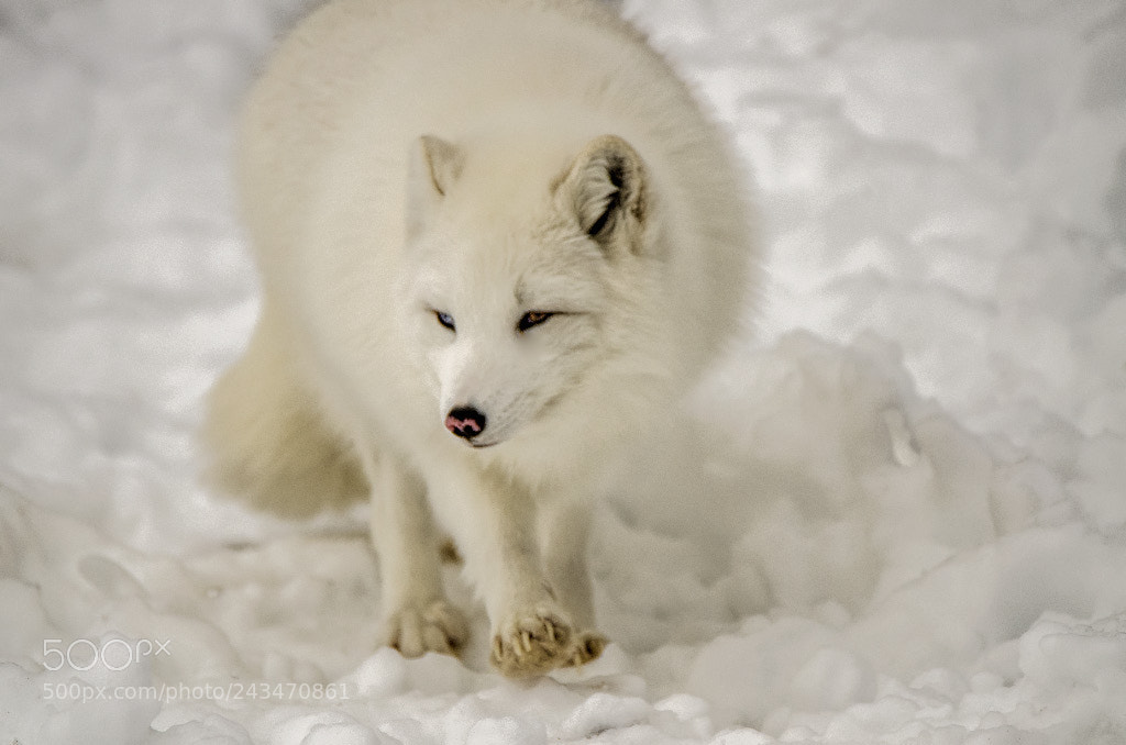 Nikon D7000 sample photo. Arctic fox (in captivity) photography