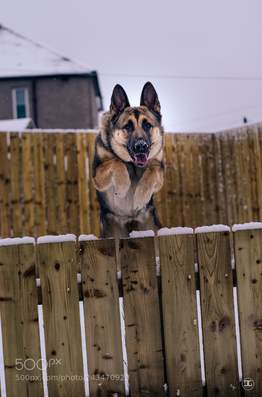 Nikon D5100 sample photo. Fun in the snow photography