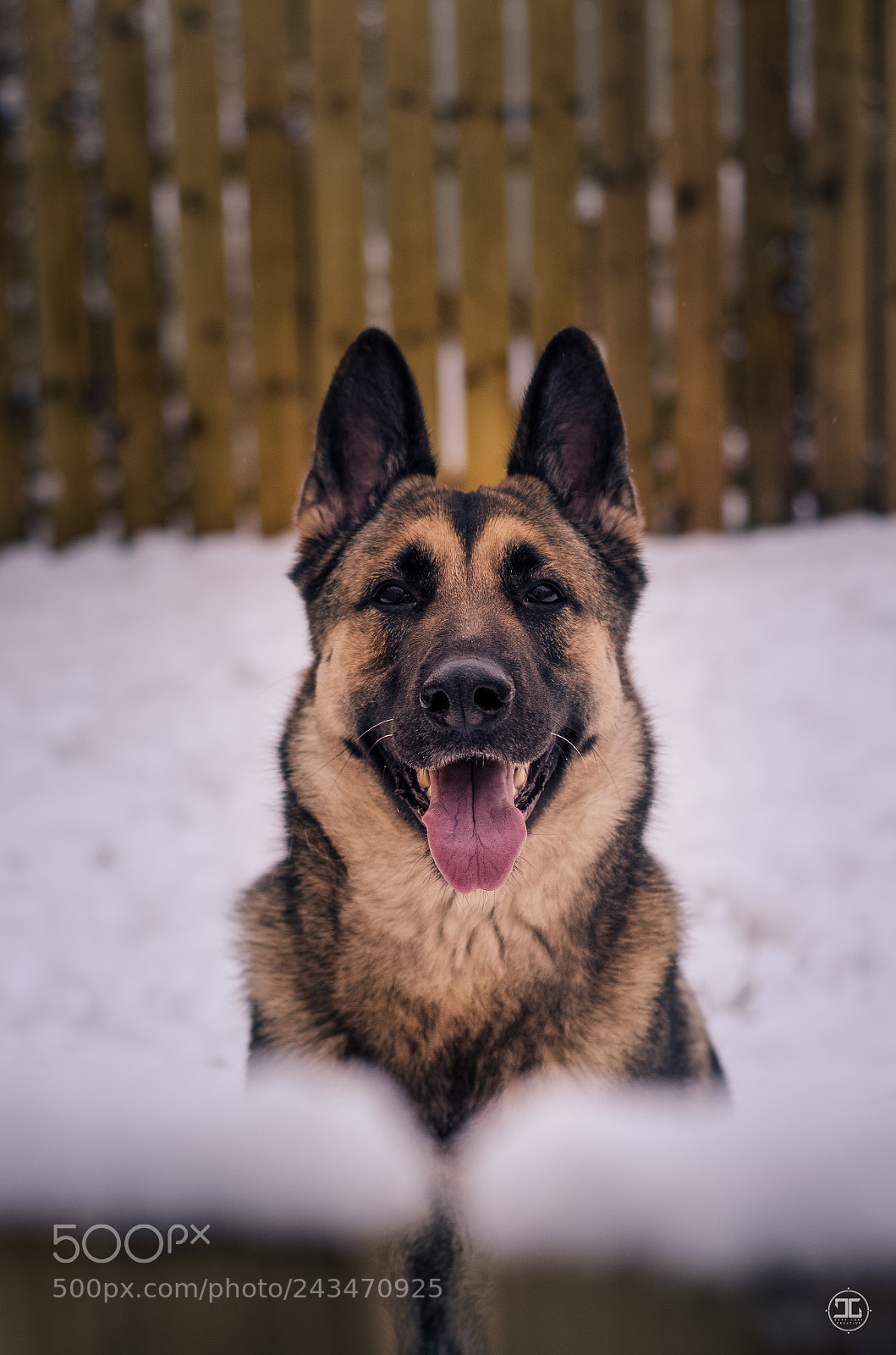 Nikon D5100 sample photo. Fun in the snow photography