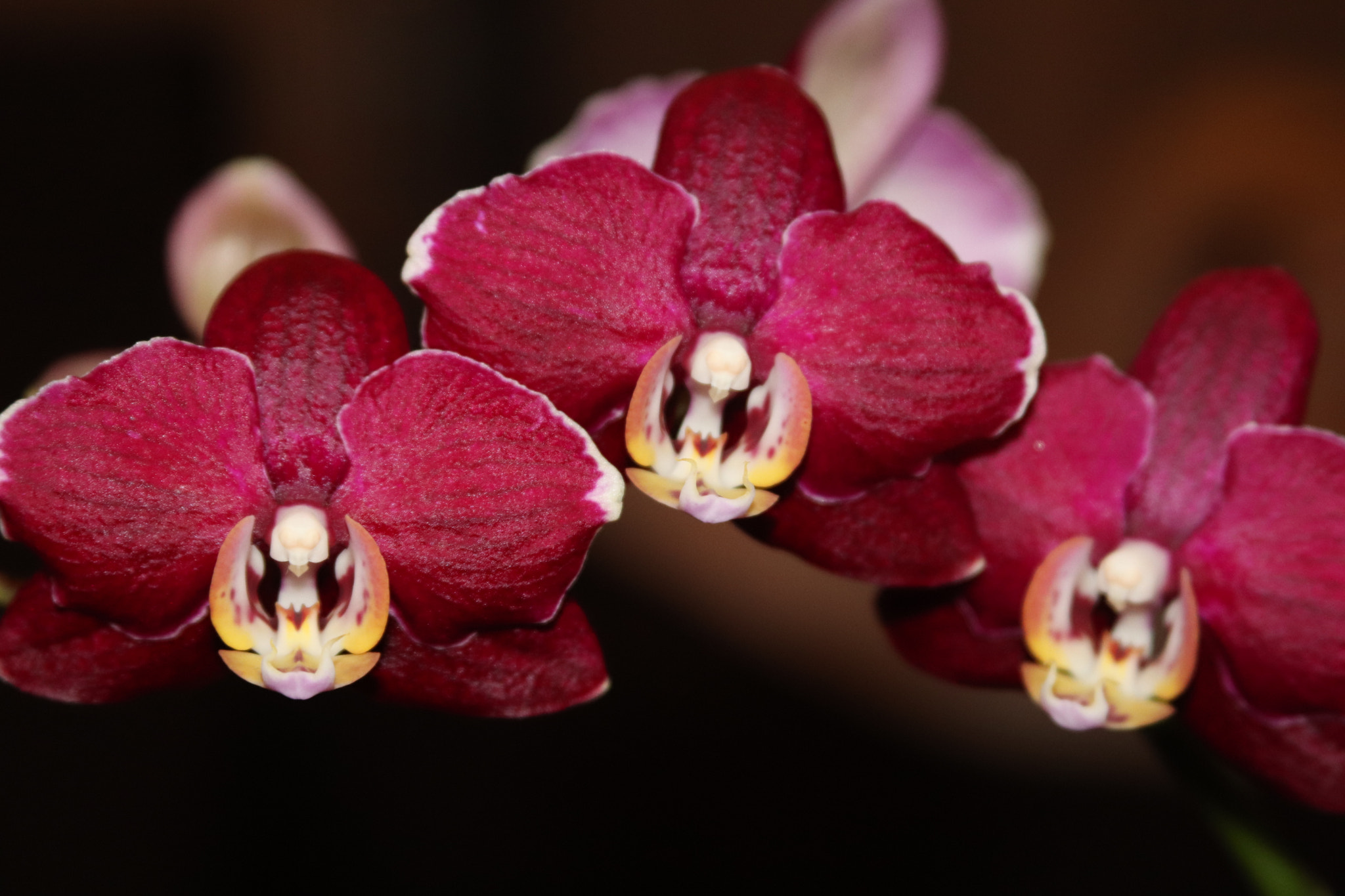 Canon EF 28-135mm F3.5-5.6 IS USM sample photo. Orchid photography