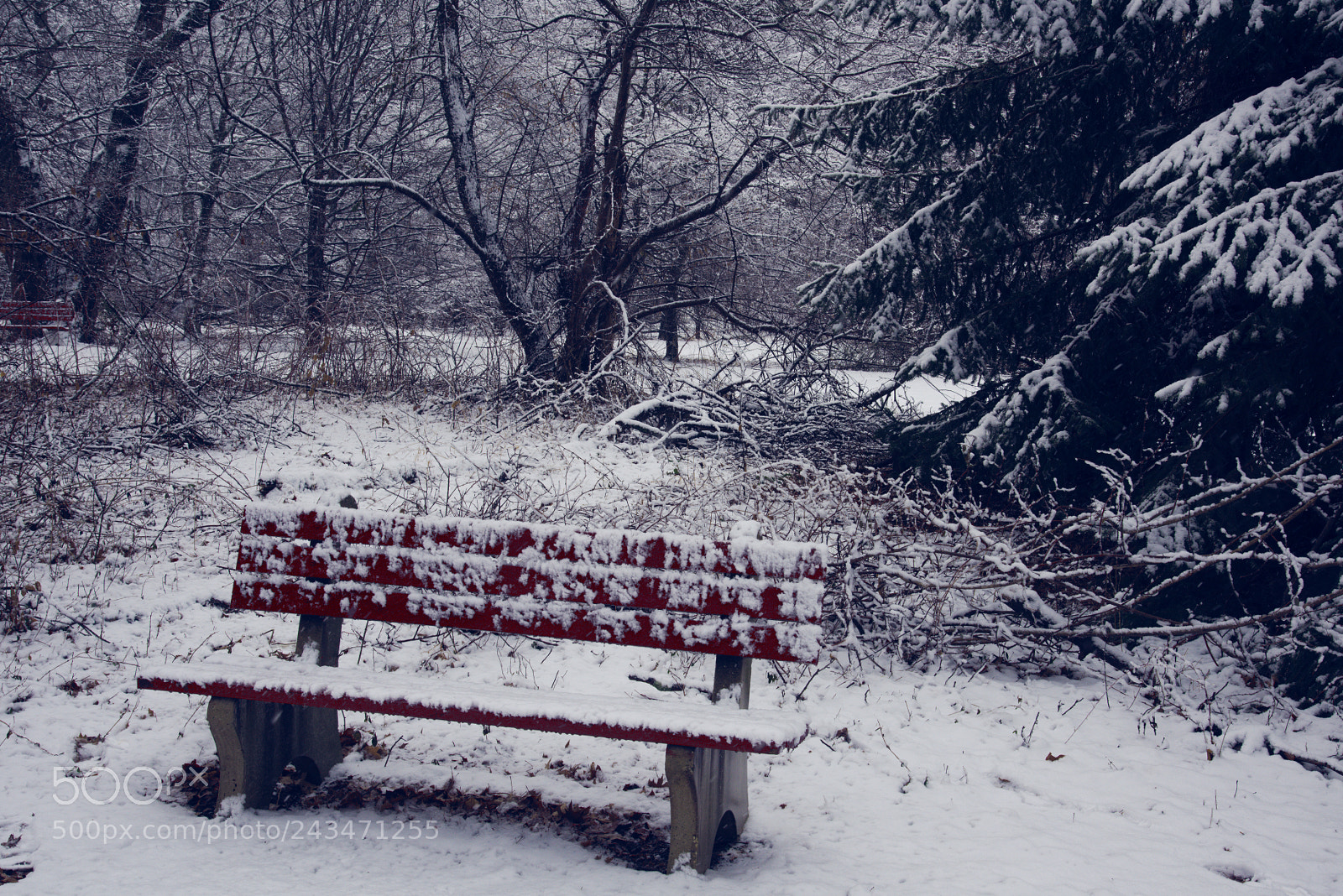 Nikon D810 sample photo. Red bench photography