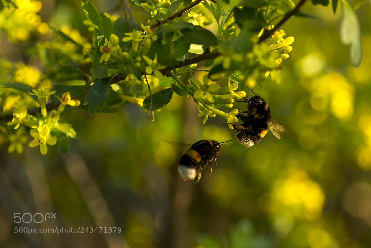 Pentax K-r sample photo. Шмели photography
