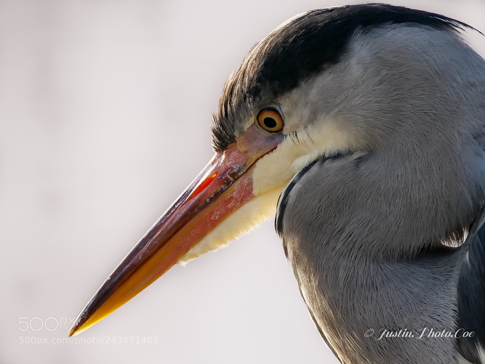 Panasonic Lumix DC-G9 sample photo. Heron fishing by the photography