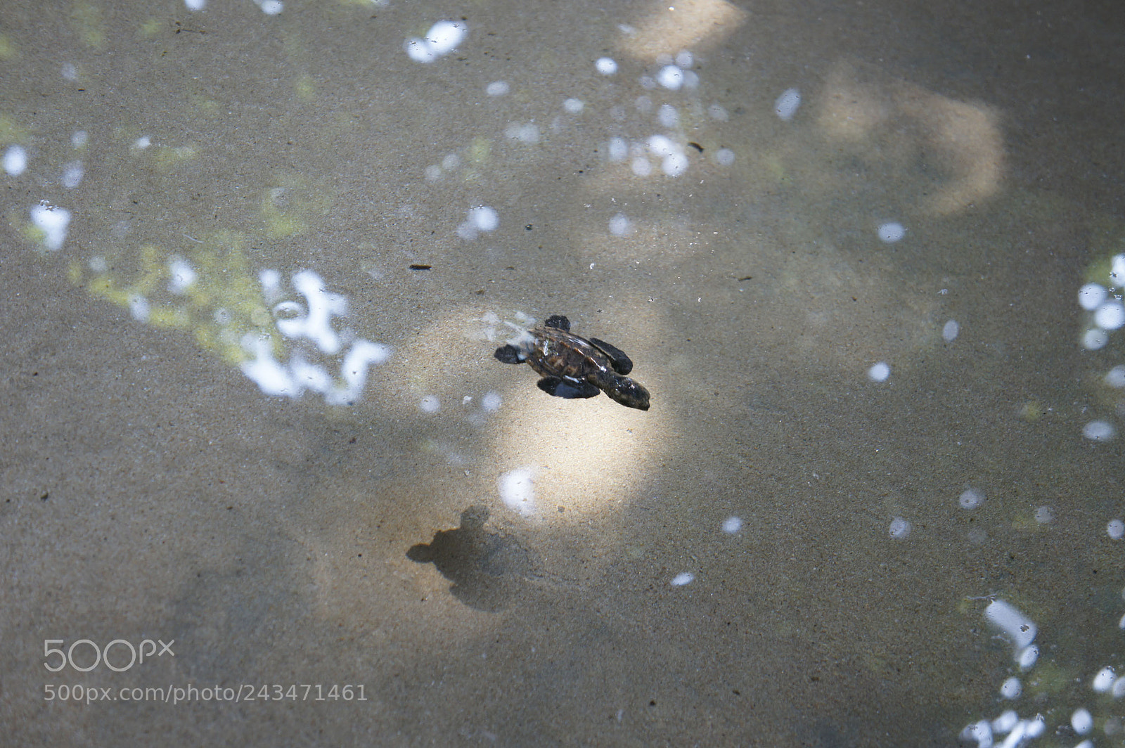 Sony Alpha NEX-5 sample photo. Sri lanka 2014, shoot photography
