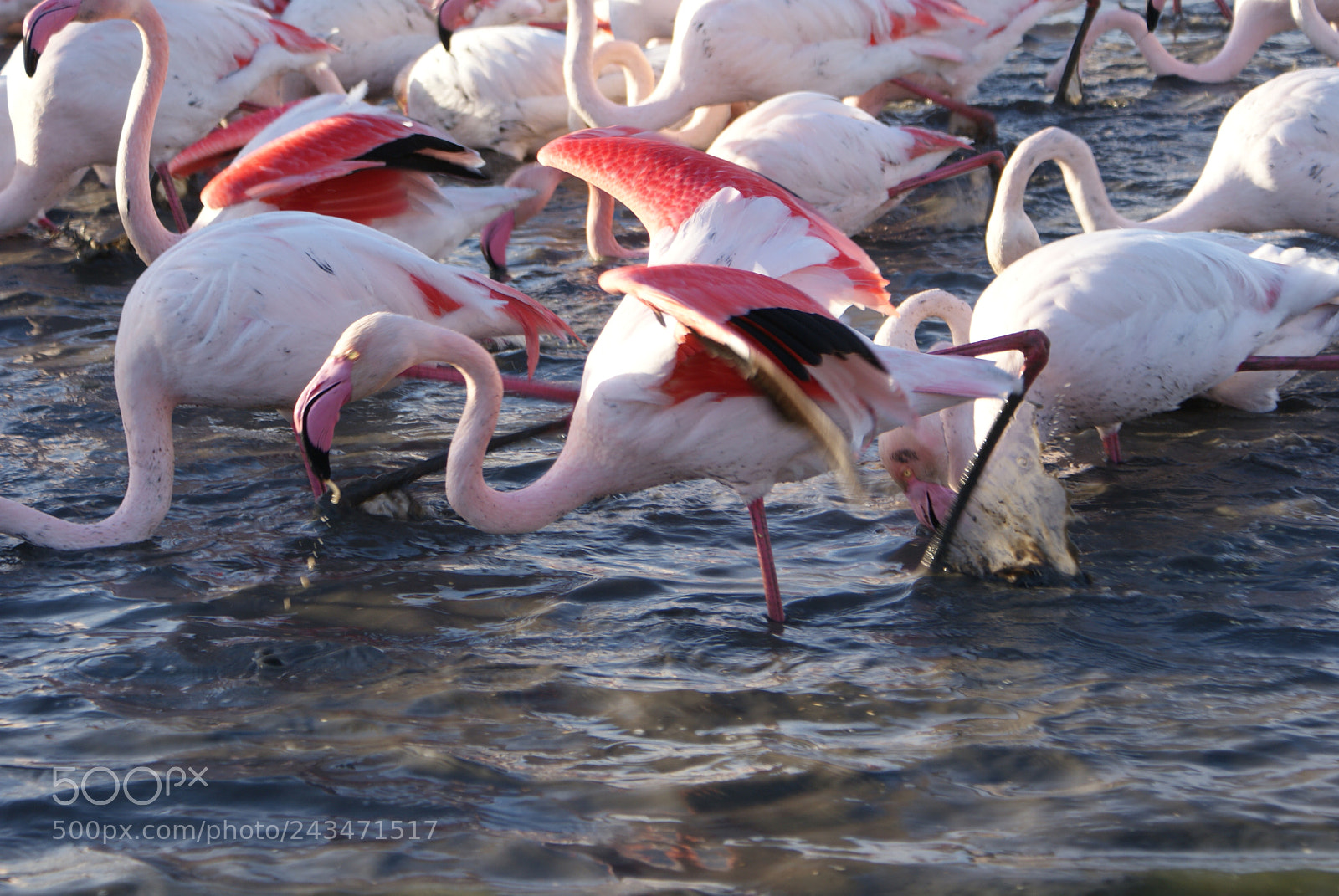 Sony DT 18-70mm F3.5-5.6 sample photo. Parc ornithologique pont de photography
