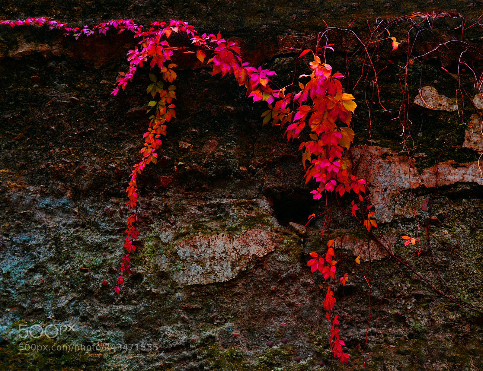 Nikon D3100 sample photo. Trepadora photography