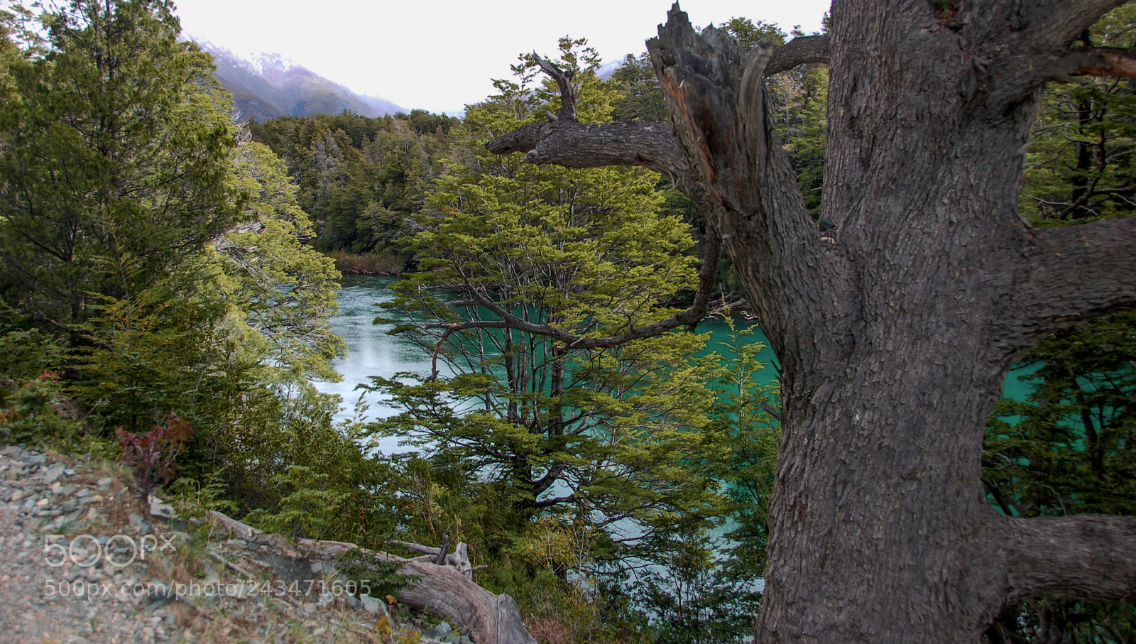 Nikon D50 sample photo. Parque nacional los alerces photography