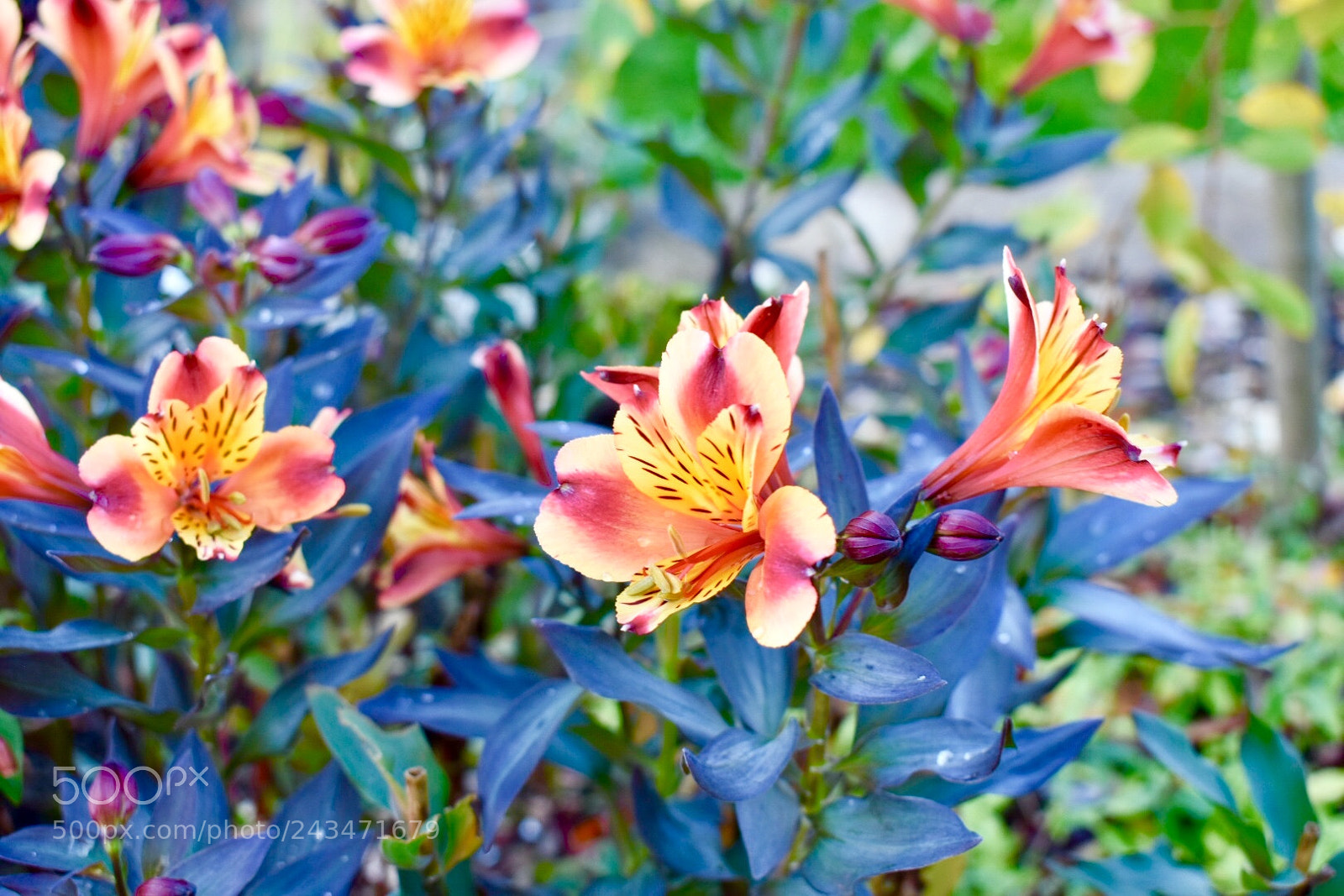 Nikon D3400 sample photo. Garden flowers photography