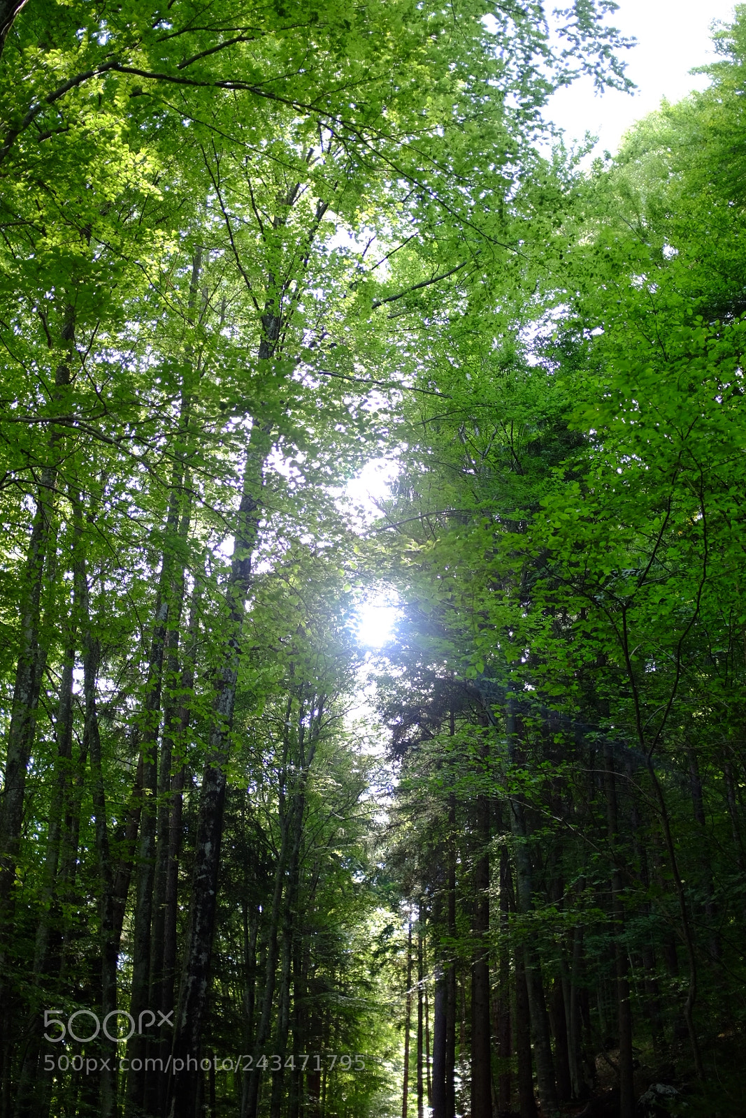 Fujifilm X100T sample photo. Light through the woods photography