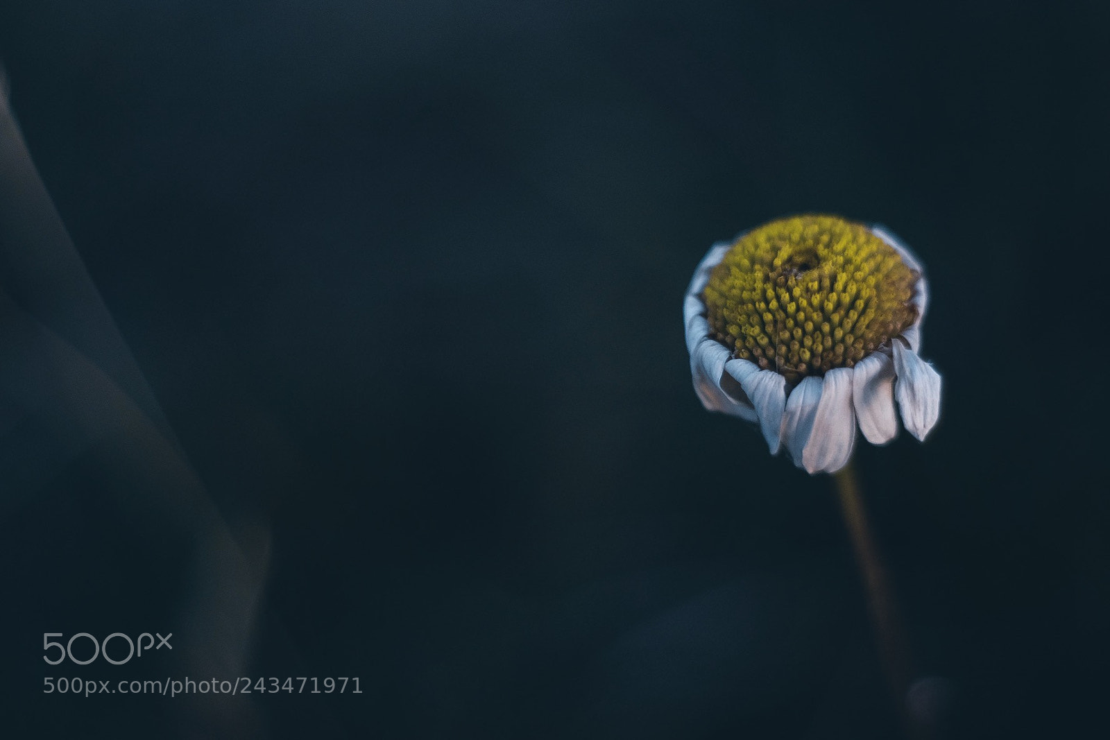 Fujifilm X-T10 sample photo. Untitled photography