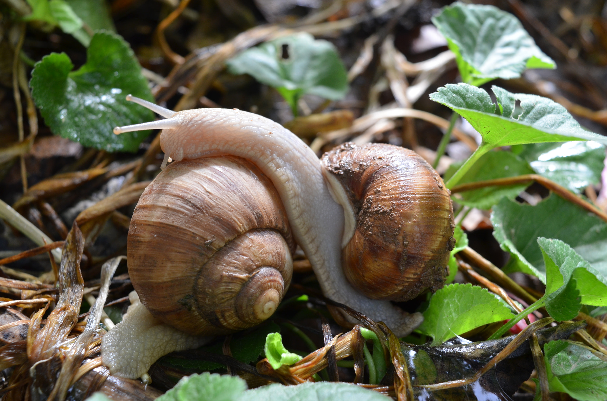 Nikon D5100 sample photo. Snail photography