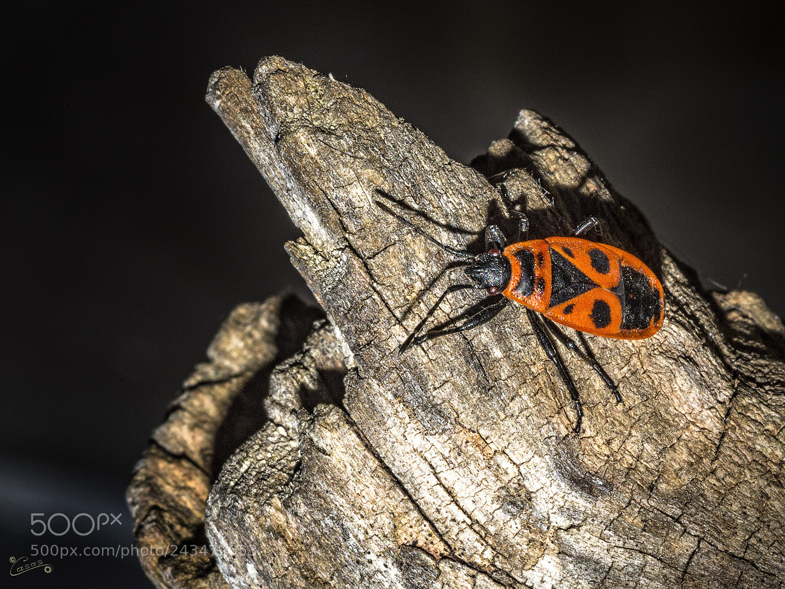 Nikon D7200 sample photo. Unas vistosas chinches....pyrrhocoris apterus photography