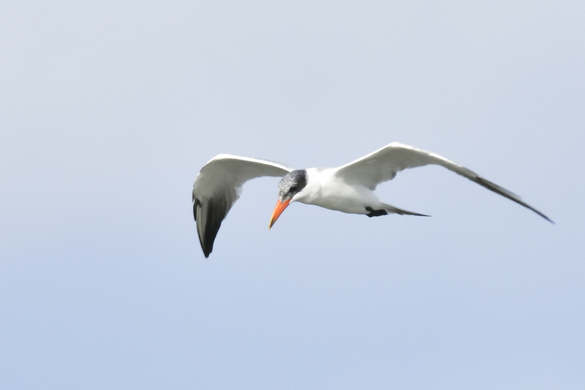 Sigma 150-600mm F5-6.3 DG OS HSM | S sample photo. _sll3088_00001.jpg photography