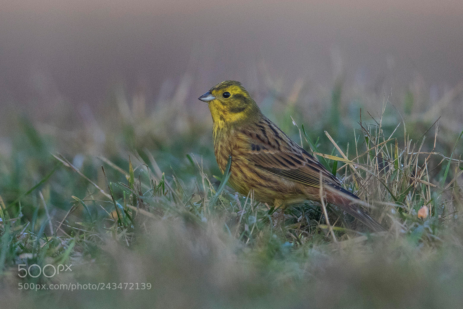 Canon EOS 7D Mark II sample photo. Yellowhammer photography