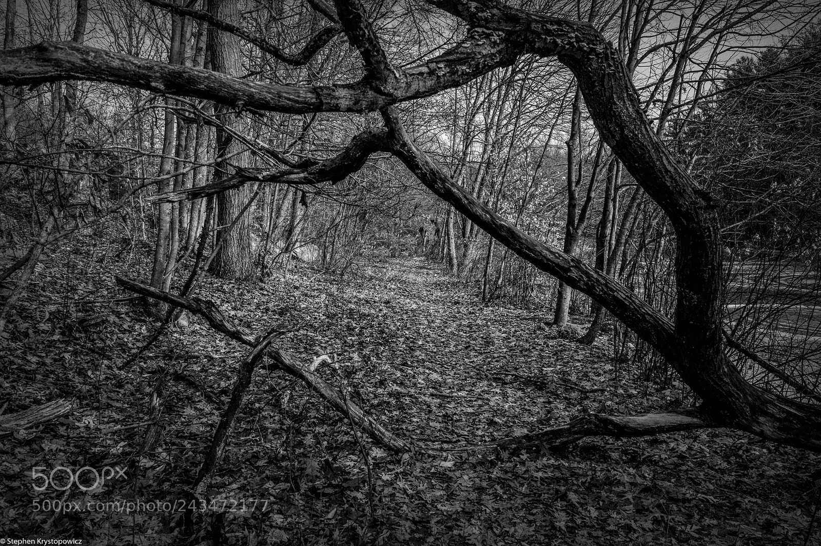 Pentax K-3 II sample photo. Roosevelt forest. stratford, connecticut photography