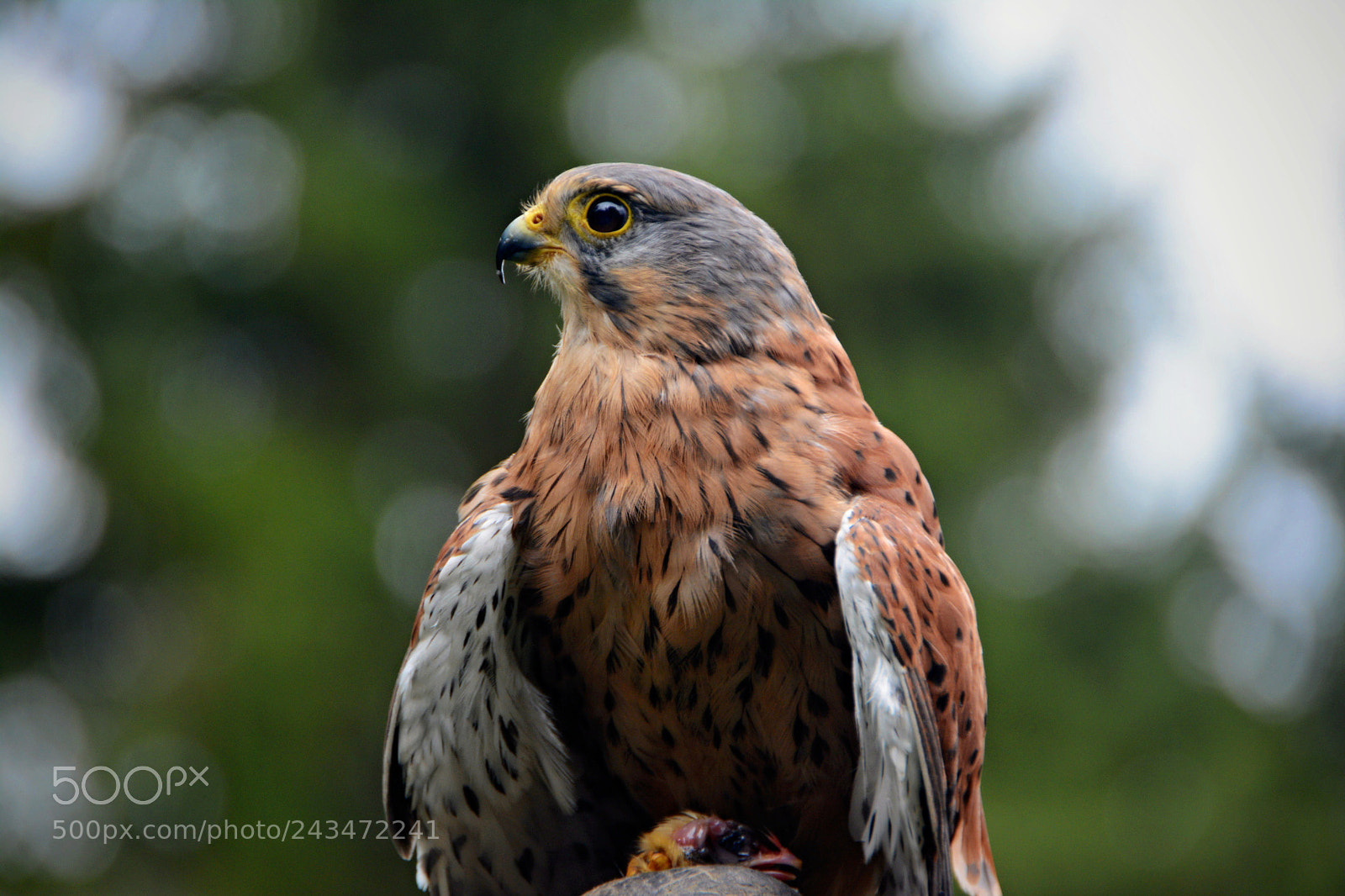 Nikon D7100 sample photo. Greifvogel photography