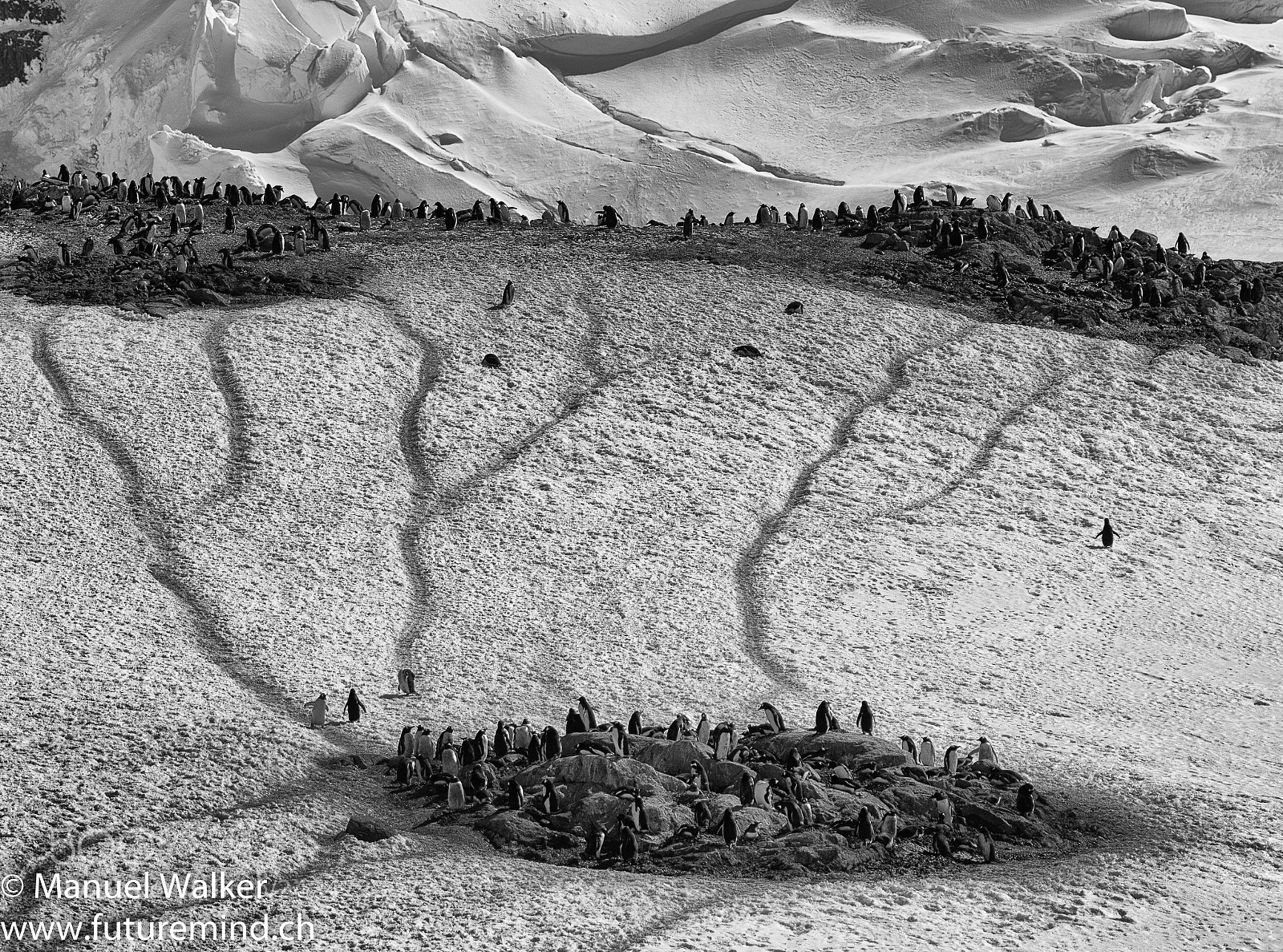Nikon D500 sample photo. Penguin highways photography