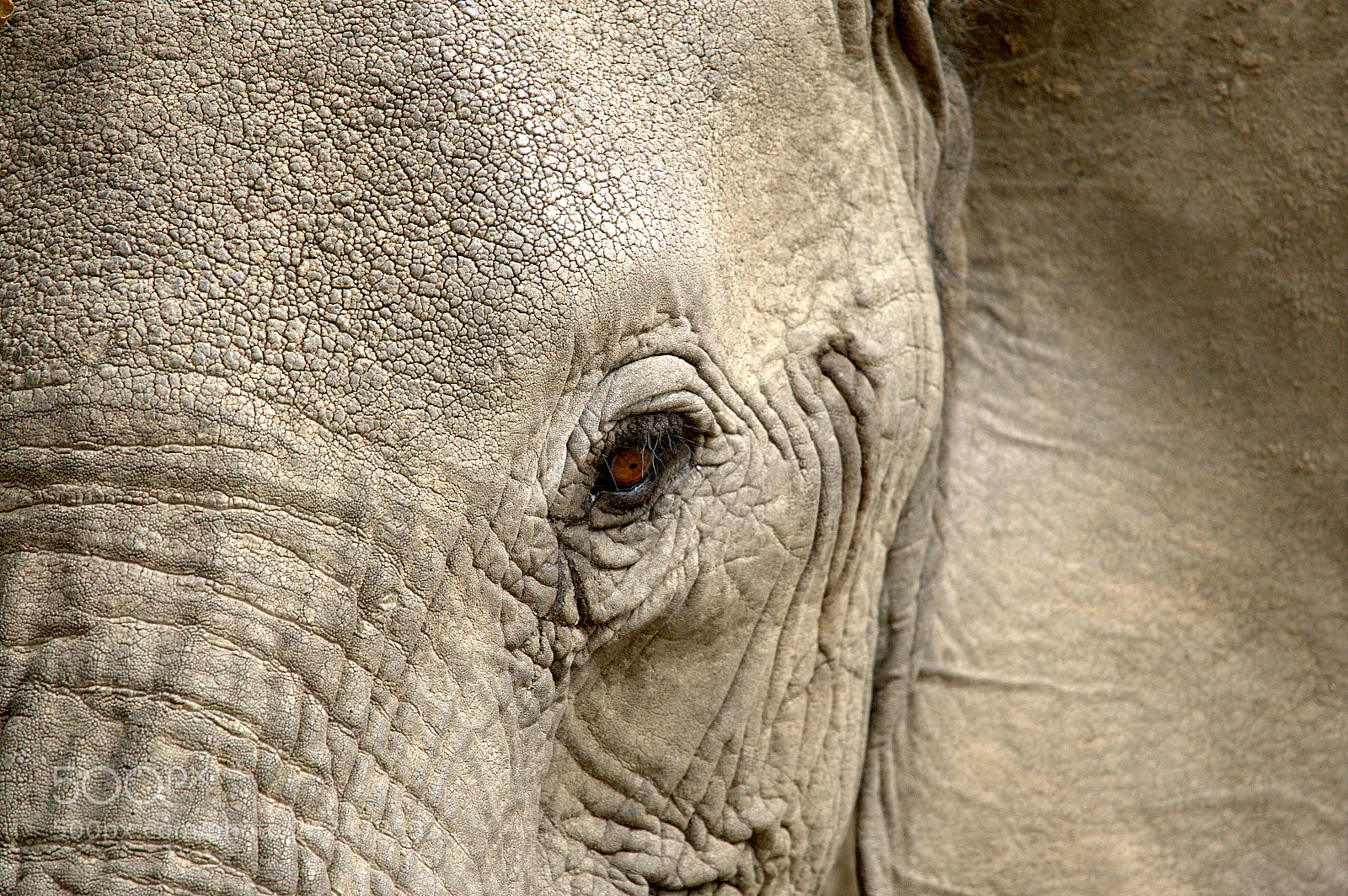 Canon EOS-1D Mark III sample photo. Elephant eye photography