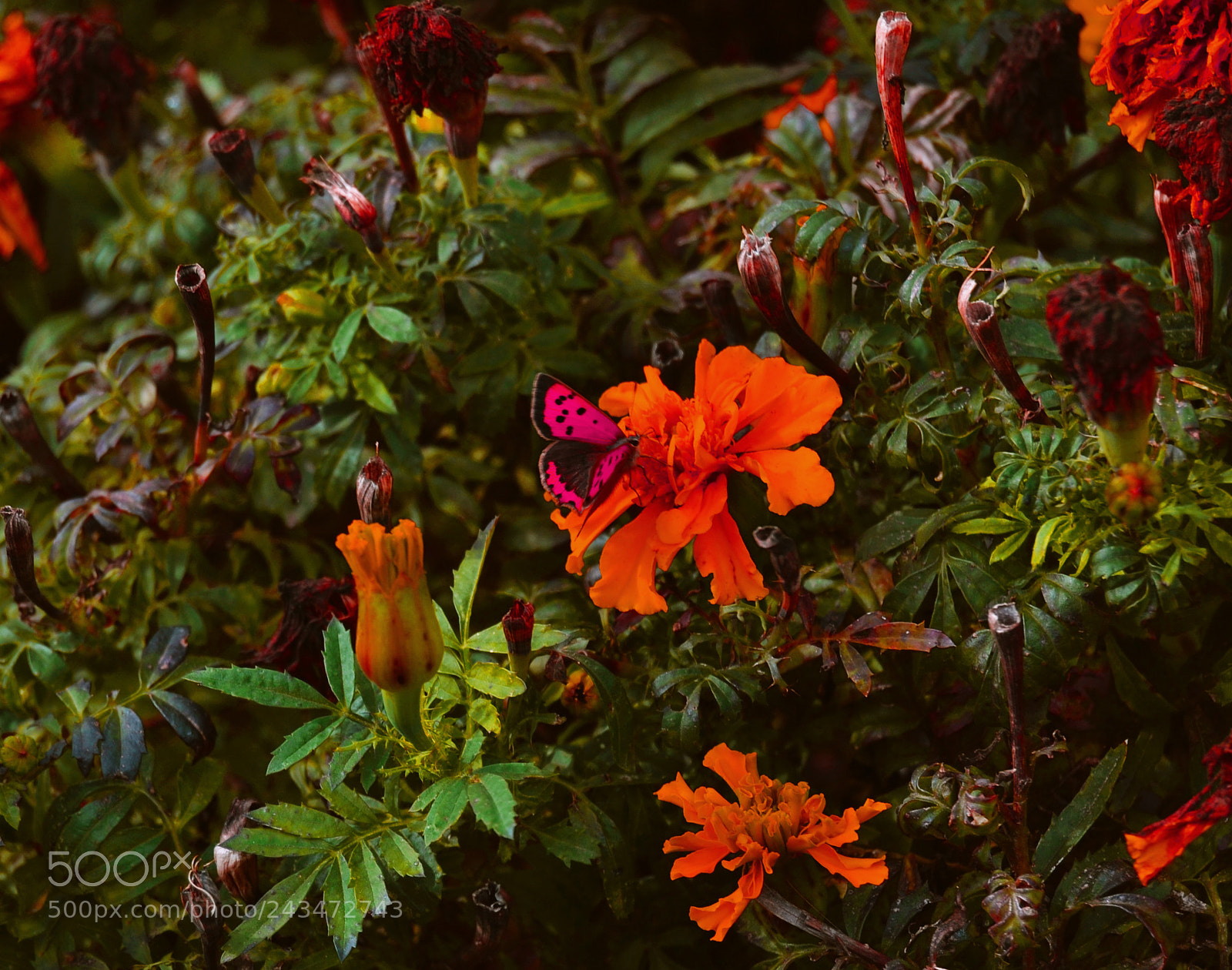 Nikon D3100 sample photo. Flores y mariposa photography