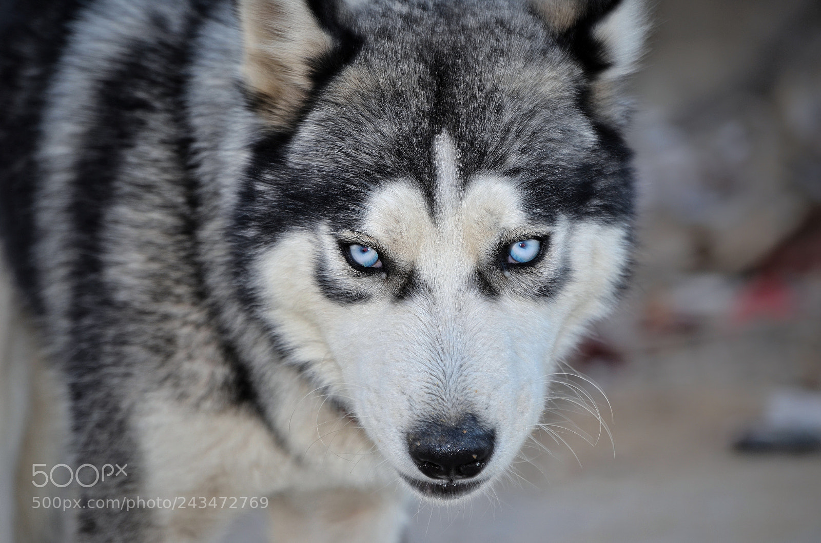 Nikon D5100 sample photo. Siberian husky photography