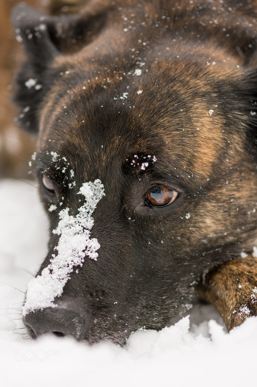 Nikon D7200 sample photo. Snowflakes falling on my photography