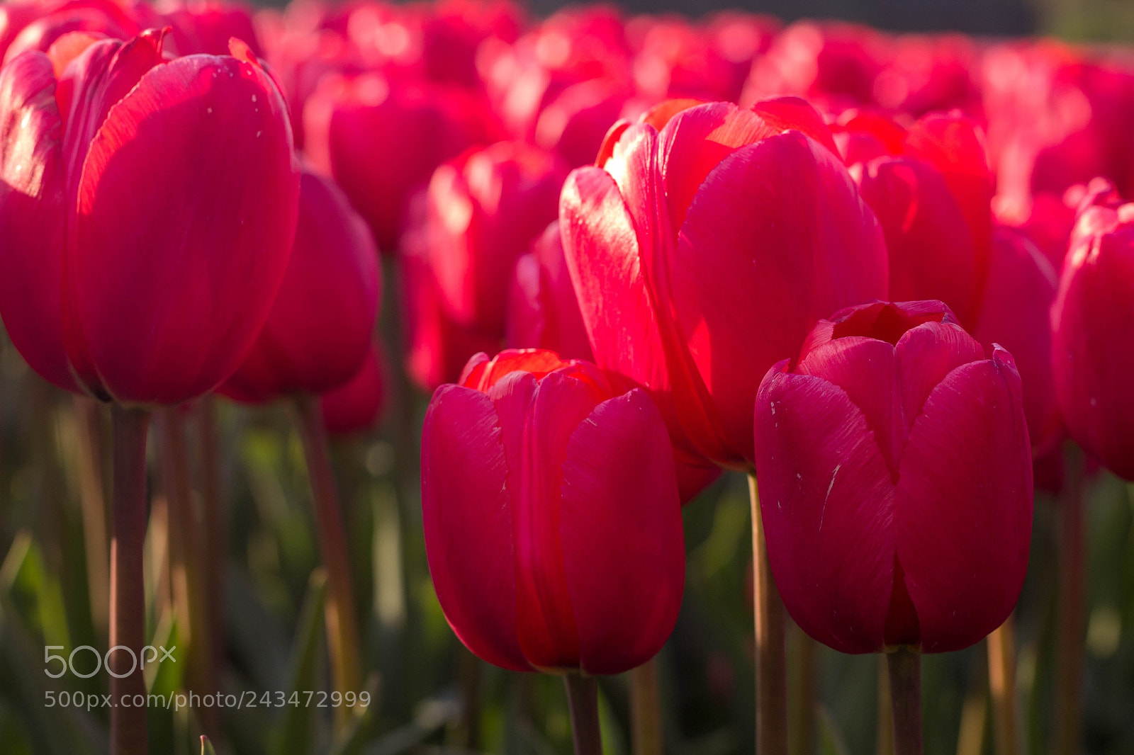 Canon EOS 1200D (EOS Rebel T5 / EOS Kiss X70 / EOS Hi) sample photo. Red tulips photography