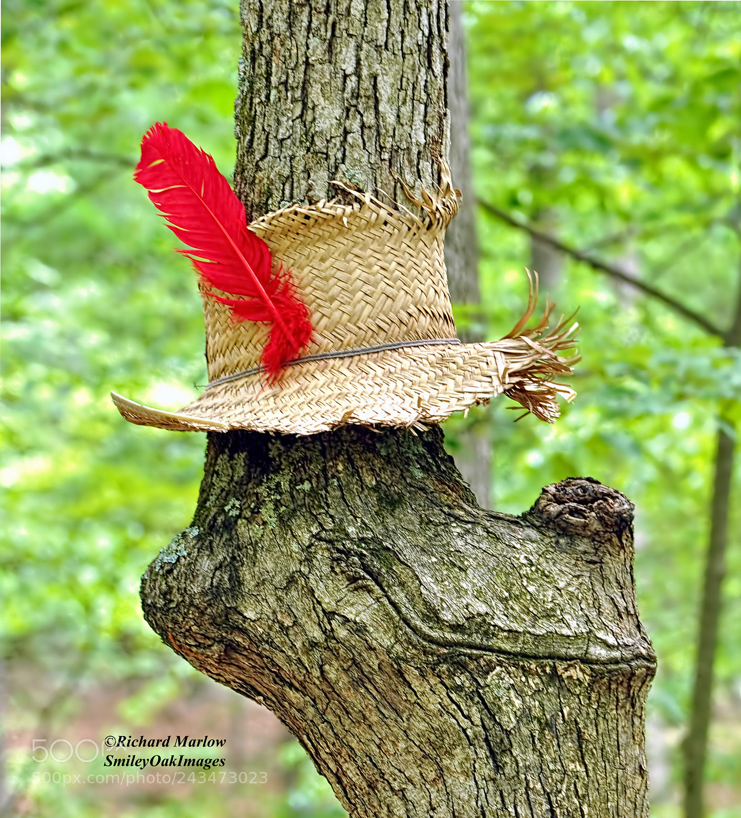 Nikon D5000 sample photo. Tree with hat photography
