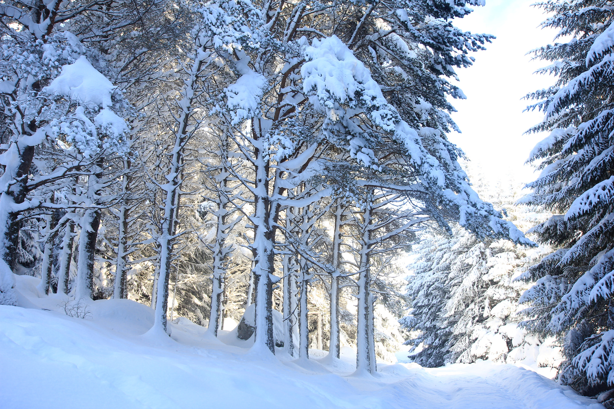 Sigma 10-20mm F3.5 EX DC HSM sample photo. Winter walk in the forest. photography