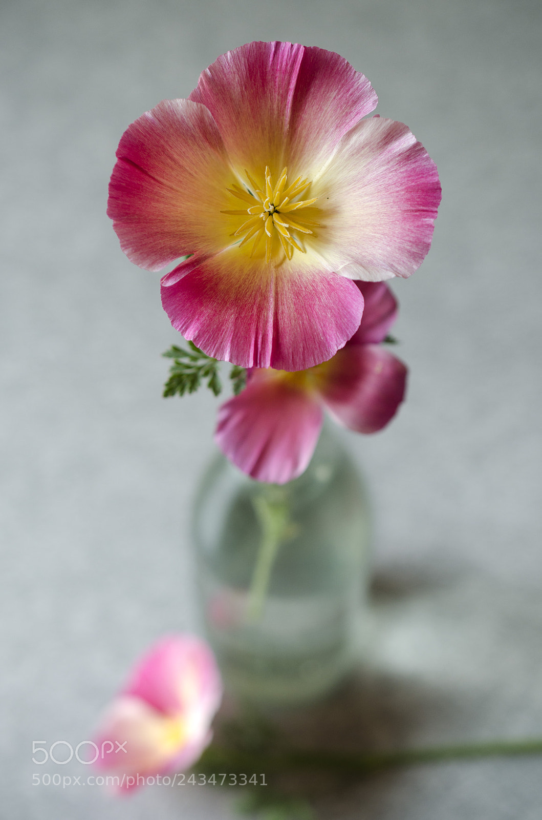 Nikon D7000 sample photo. Pink poppy in vase photography