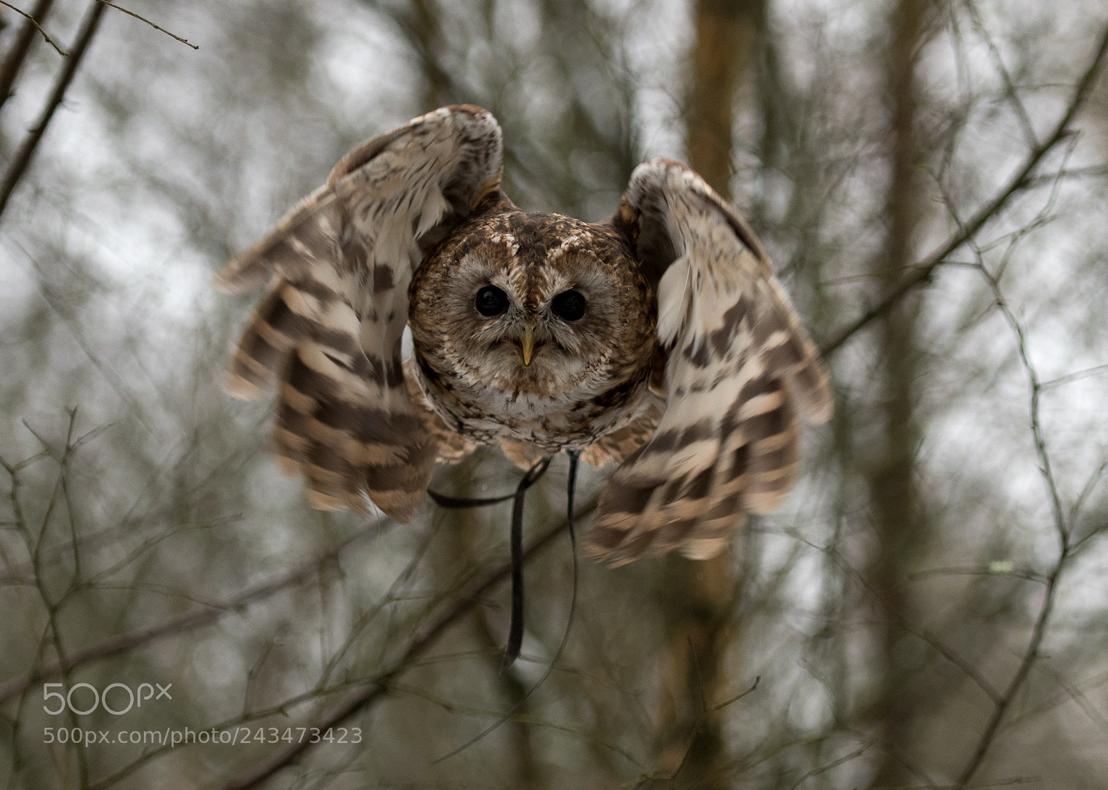 Nikon D500 sample photo. Tawny owl photography