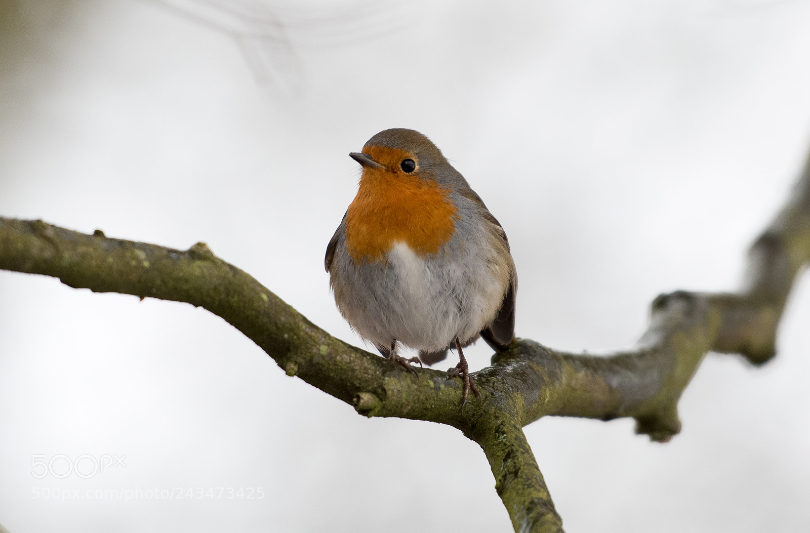 Nikon D500 sample photo. Robin photography